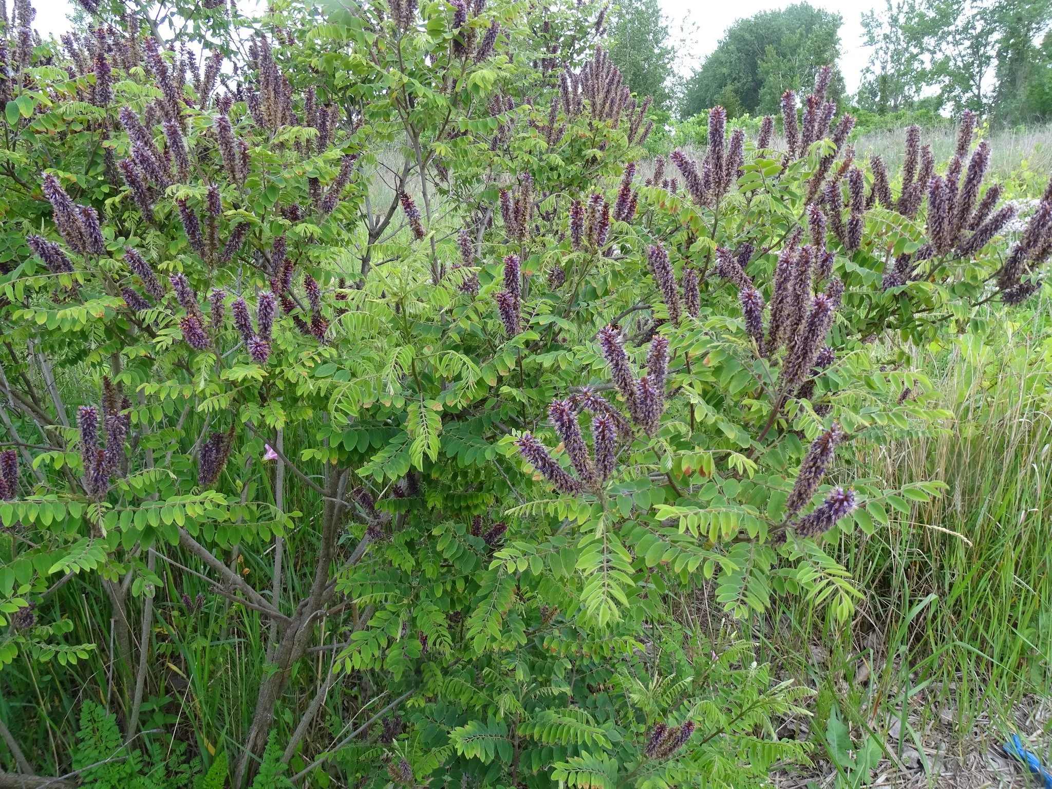 amorpha-fruticosa-4.jpeg