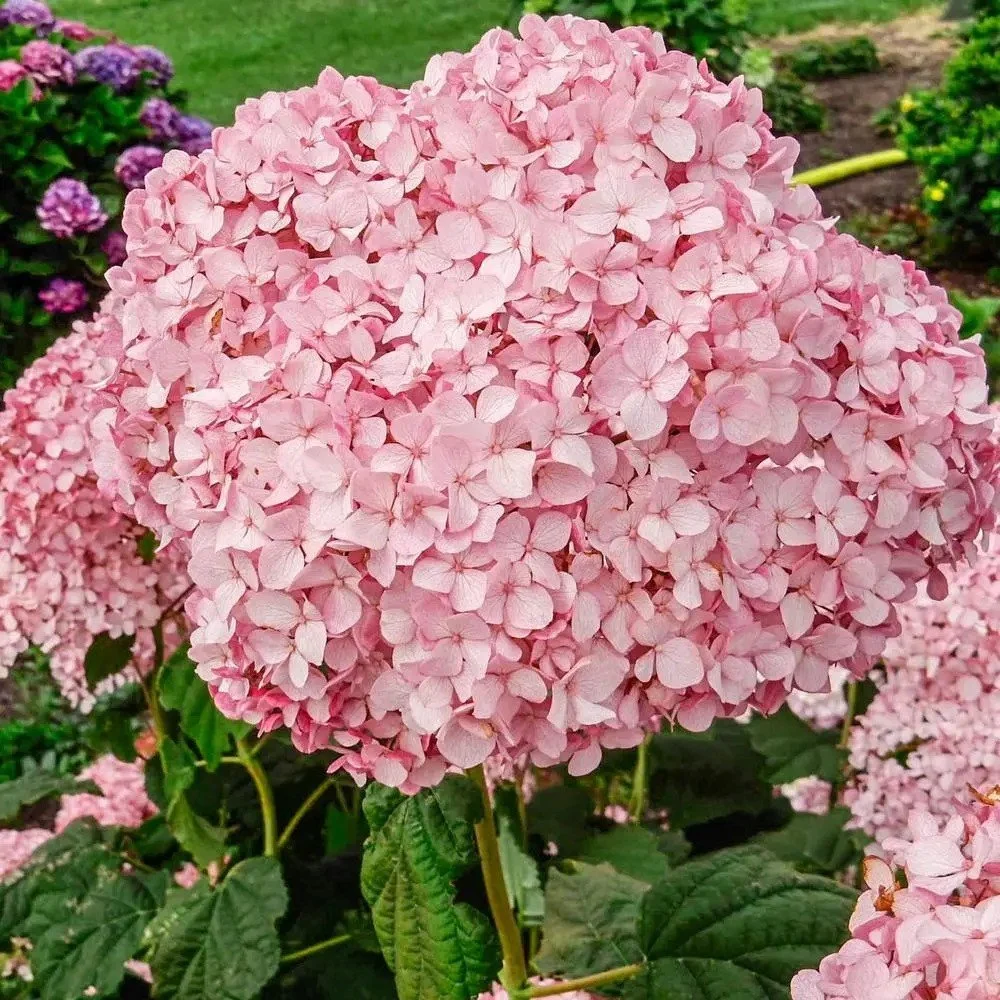 Hydrangea4937　0806 MOONROCK HYDRANGEA STD 60CM - Oxford Insta-Shade