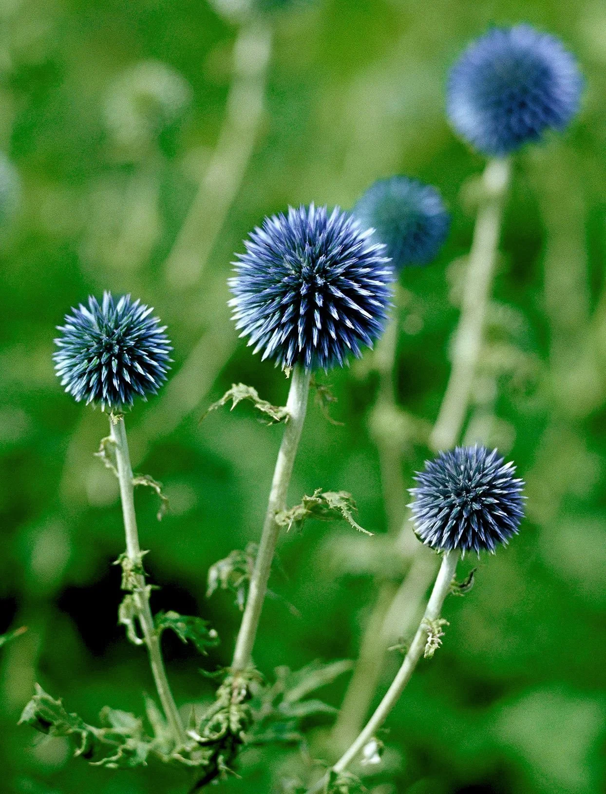 Echinops
