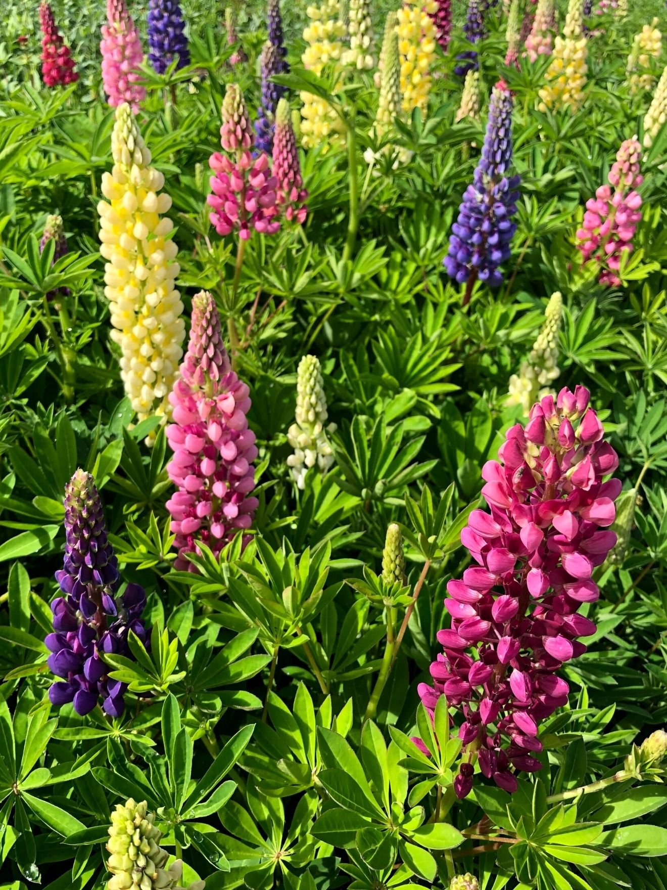 Lupinus-‘Lupini-Mix-On-the-nursery-10.jpg