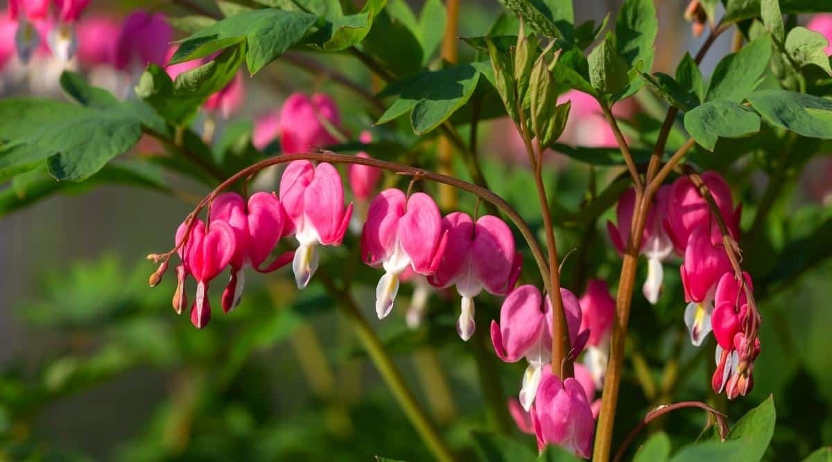 Dicentra-flower-heart-shaped-flowers.jpeg