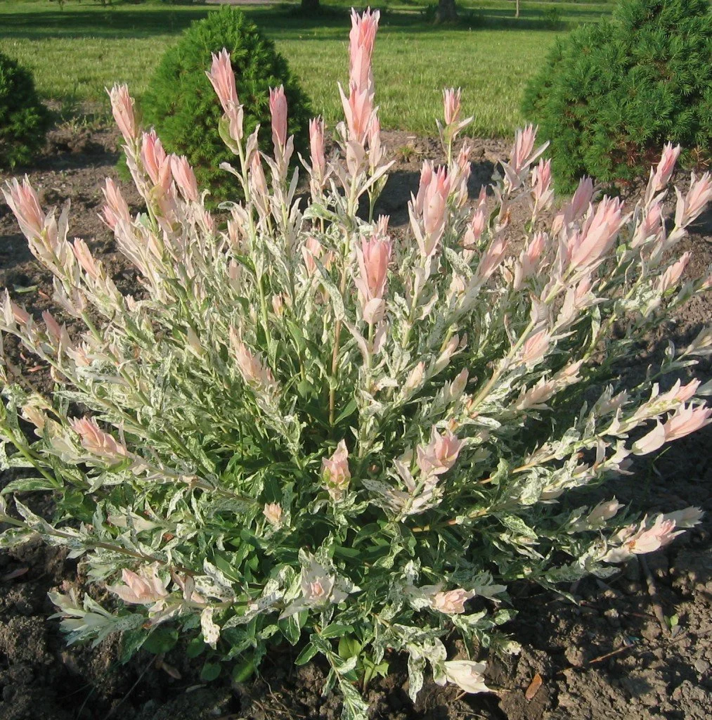 Hakuro Nishiki Willow