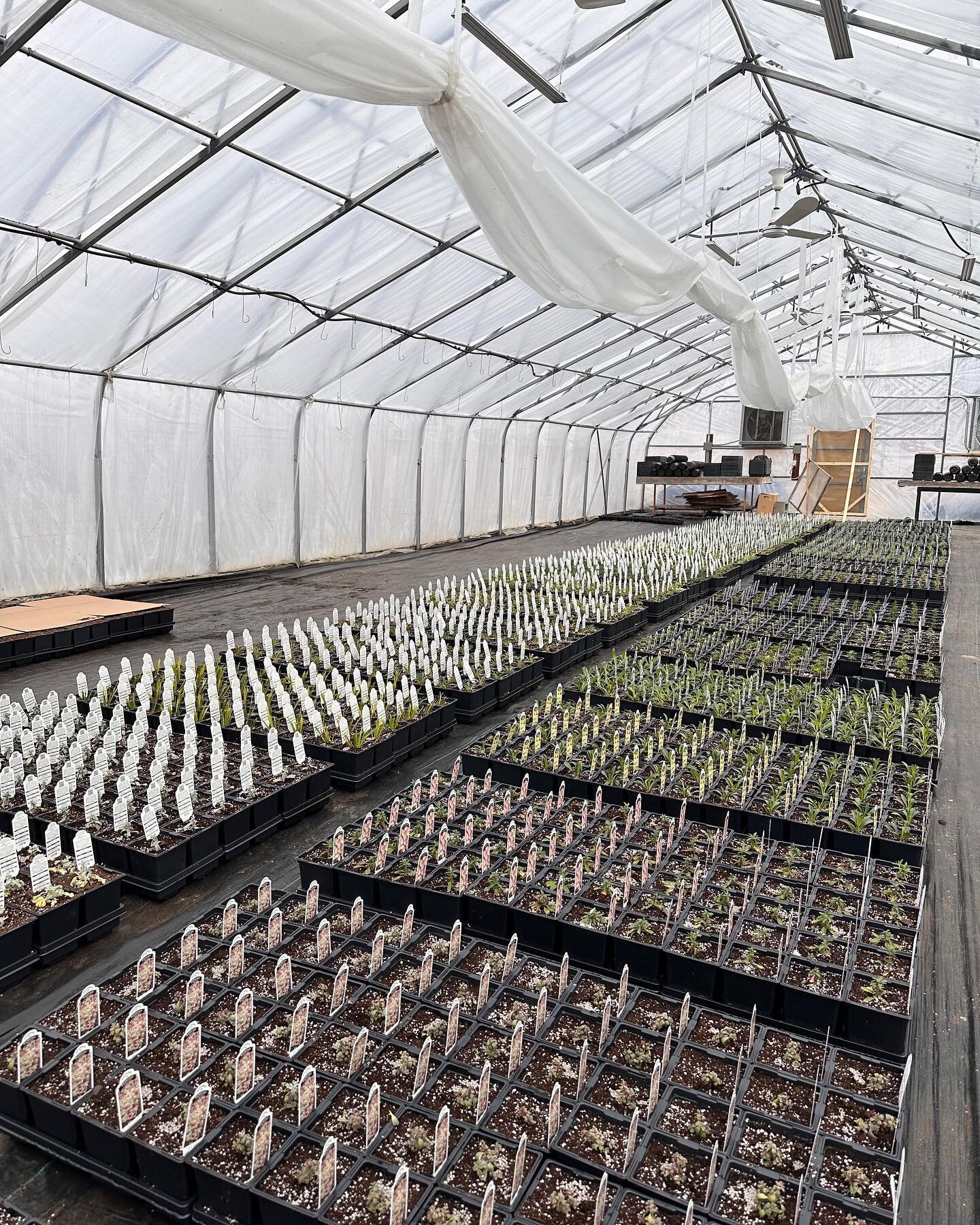 Short winter? Maybe? All I know for sure is that our greenhouses are getting ready for your spring gardens! 
.
#spring2024