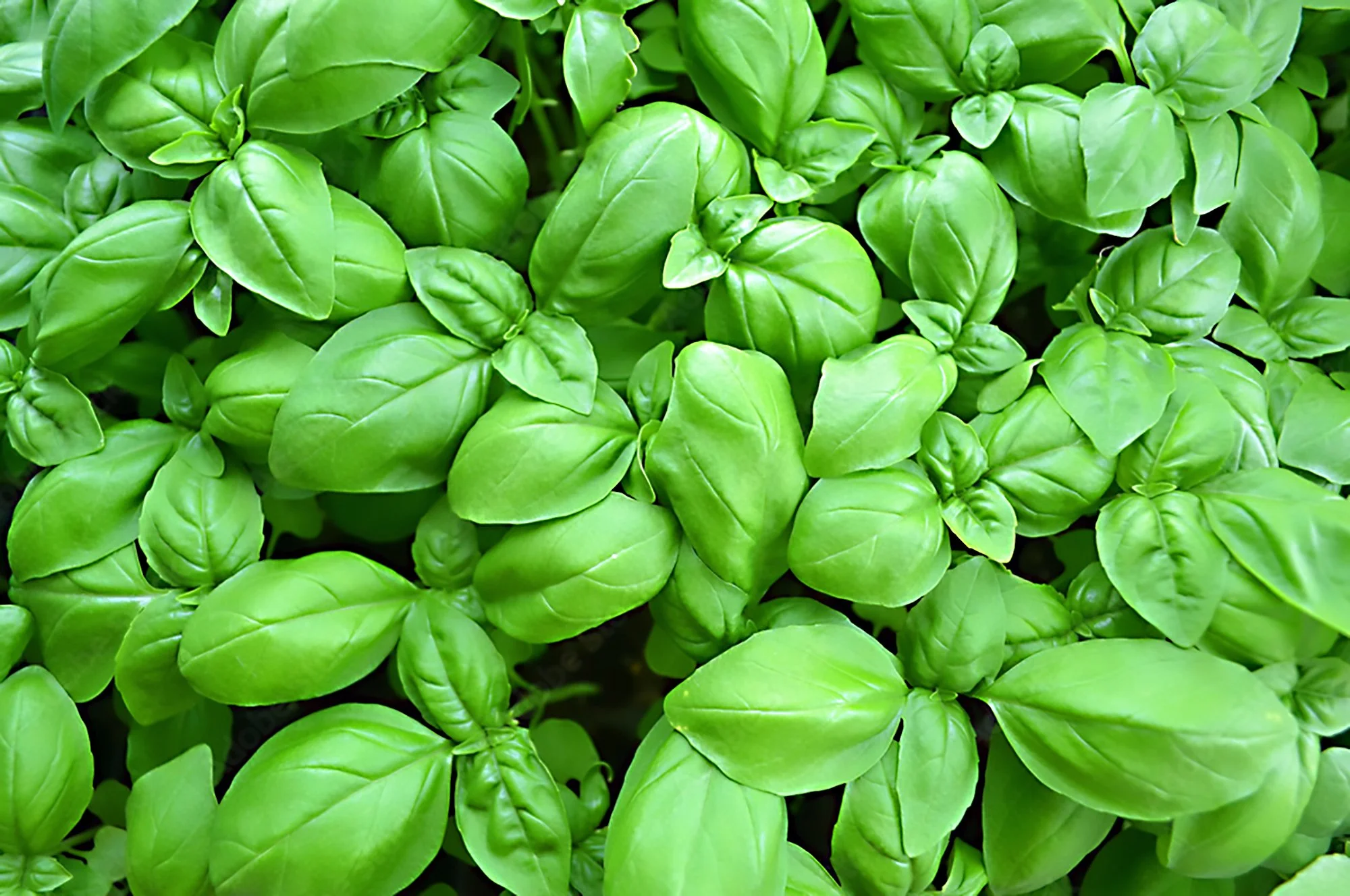 Custom Italian Summer Herb Planter