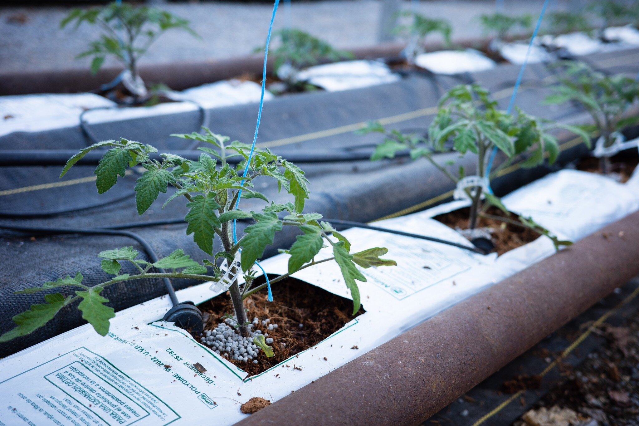 Our u-pick tomato greenhouse is starting to take shape! These little guys will be huge before we know it - fresh tomato season can never come soon enough!