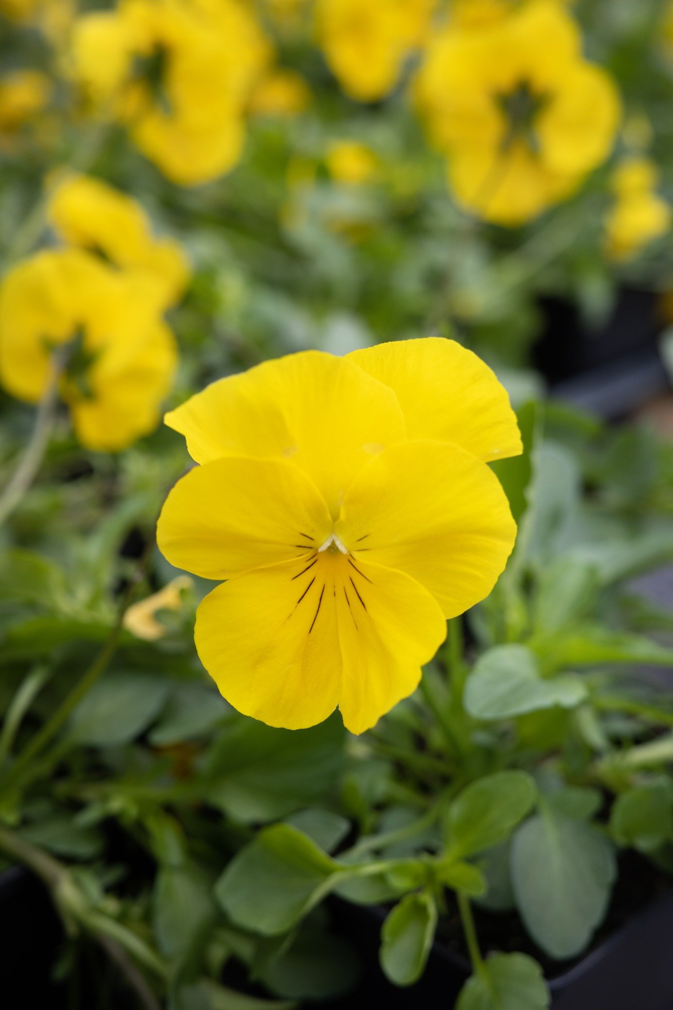 These bright pansies are perfect for days like today - and you might as well plan to add some of these beautiful strawberry plants to your garden, too!