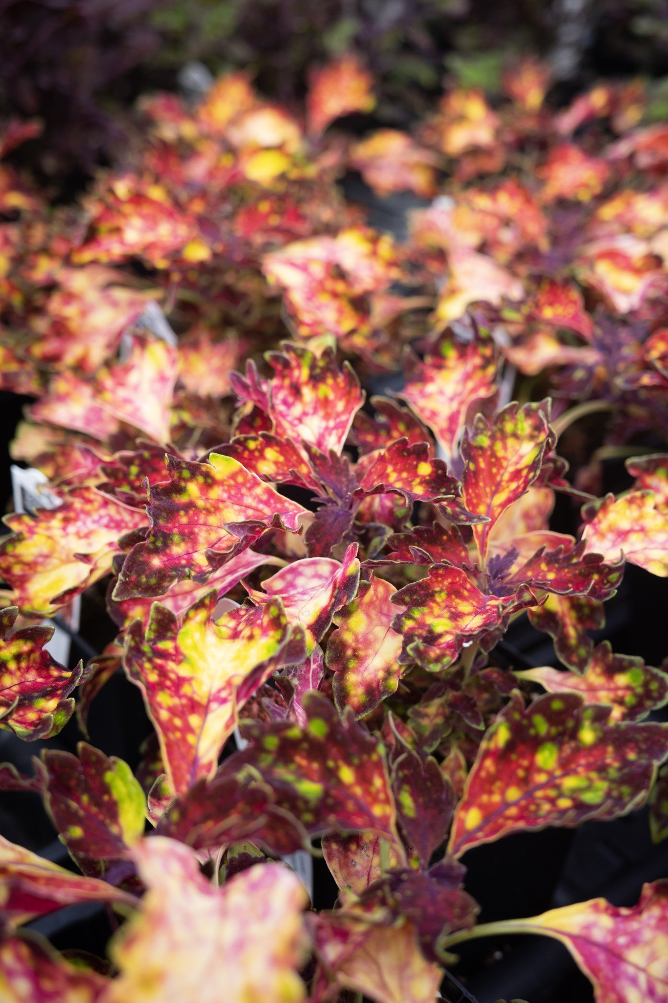 We've always been big fans of Coleus, but the Down Town Santa Monica cultivar looks incredible this season!