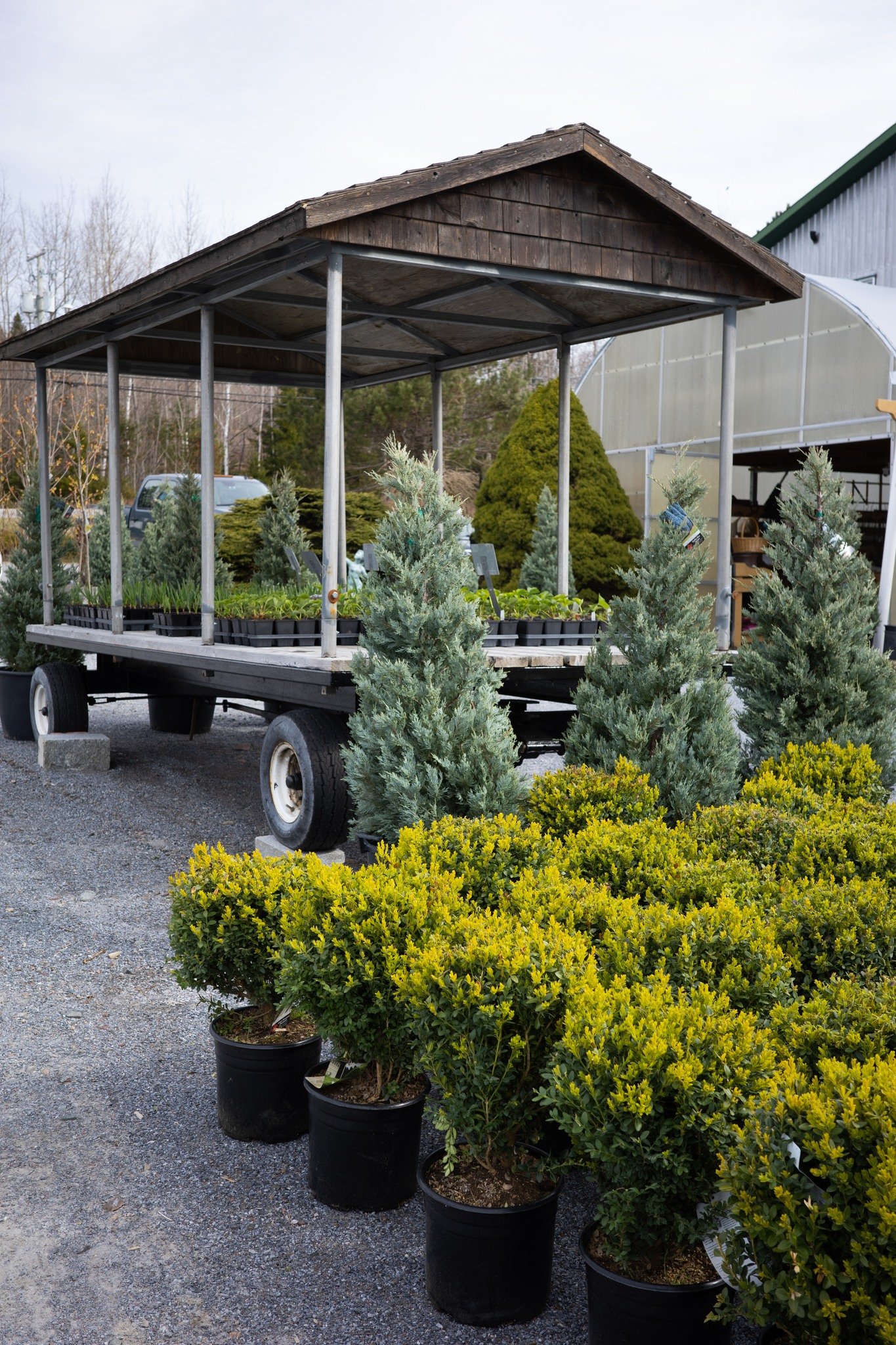 We have a new batch of Green Velvet and Green Mountain Boxwood in stock this week, along with a bunch of big beautiful Junipers!