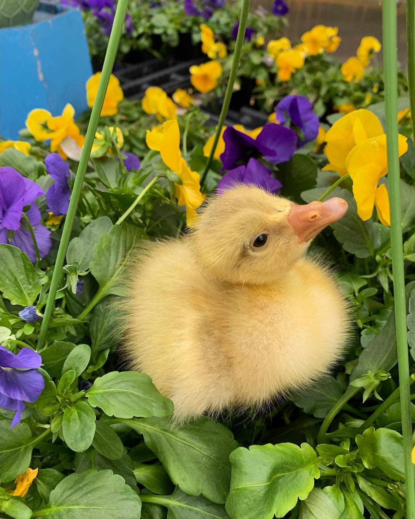 Mom&rsquo;s aren&rsquo;t the only ones who love our baskets - this baby feels right at home amongst these pansies!
.
#mothersday2024