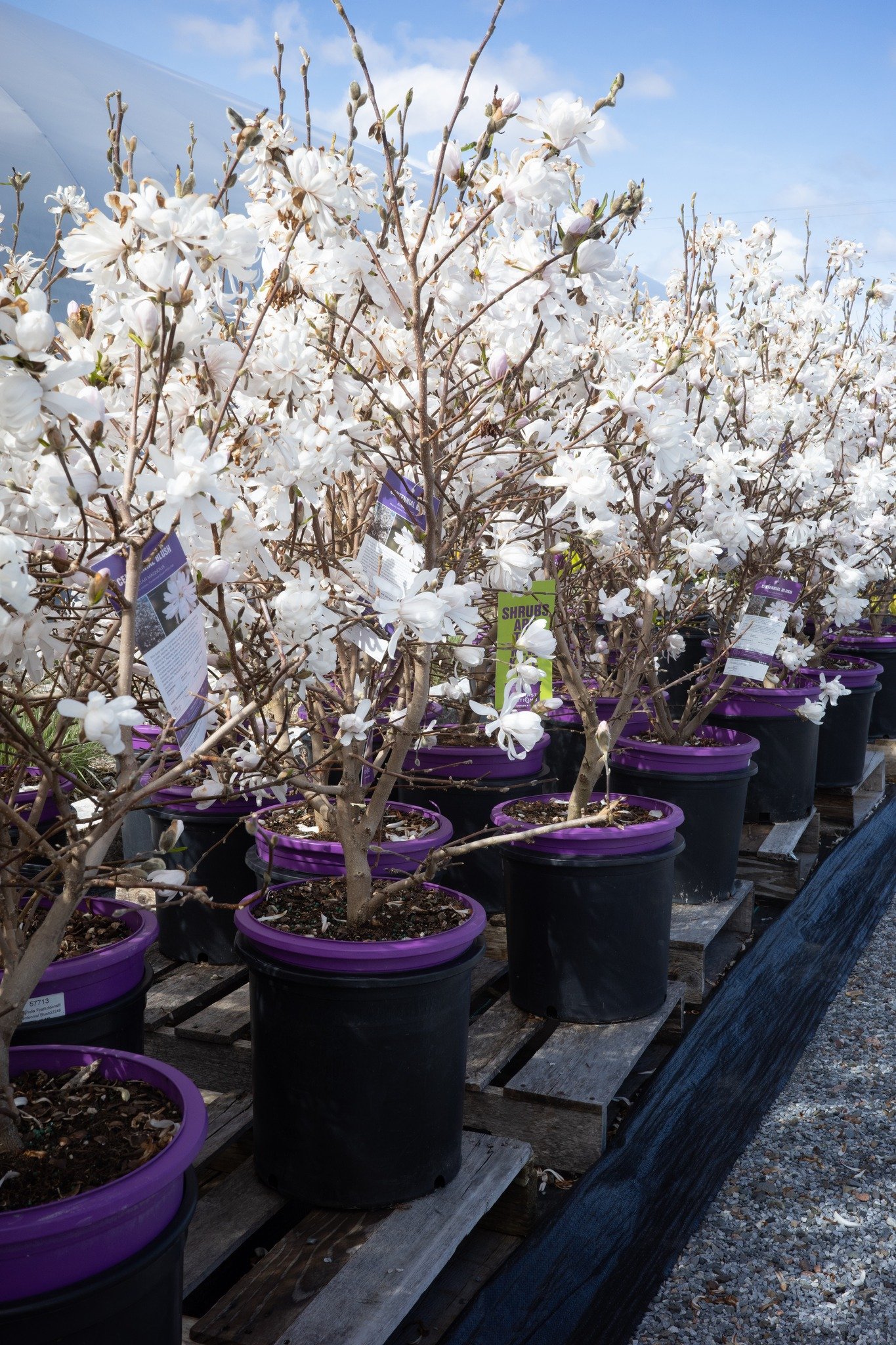 Thinking of a more permanent alternative to the hanging basket for this mother's day? You can always go with a Centennial Magnolia with it's showy white blooms - or maybe you need a zip of color for that shady spot with a PJM Rhododendron? If you can