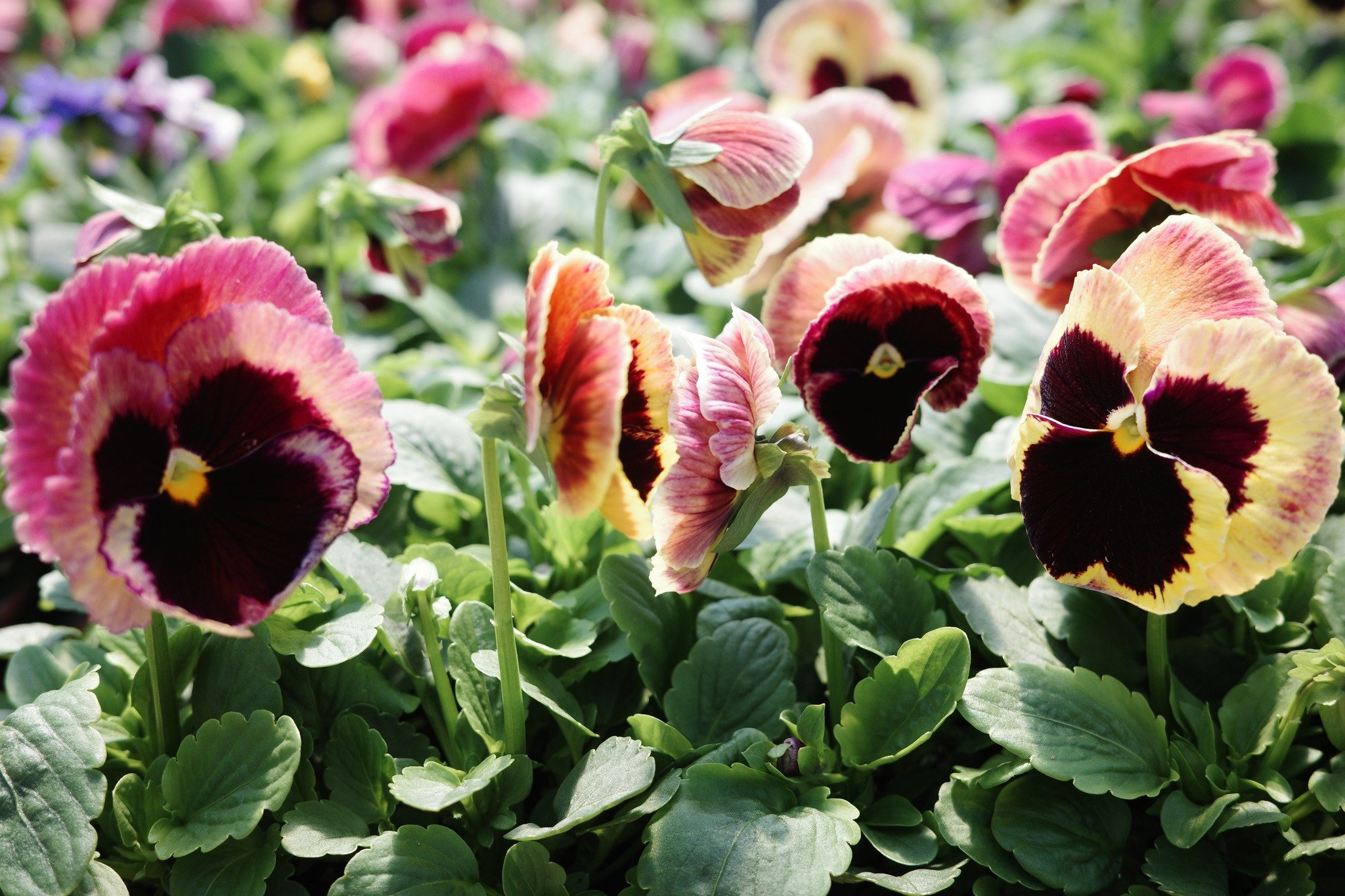 These Matrix Sunrise Pansies are looking rather painterly in the early morning sun!