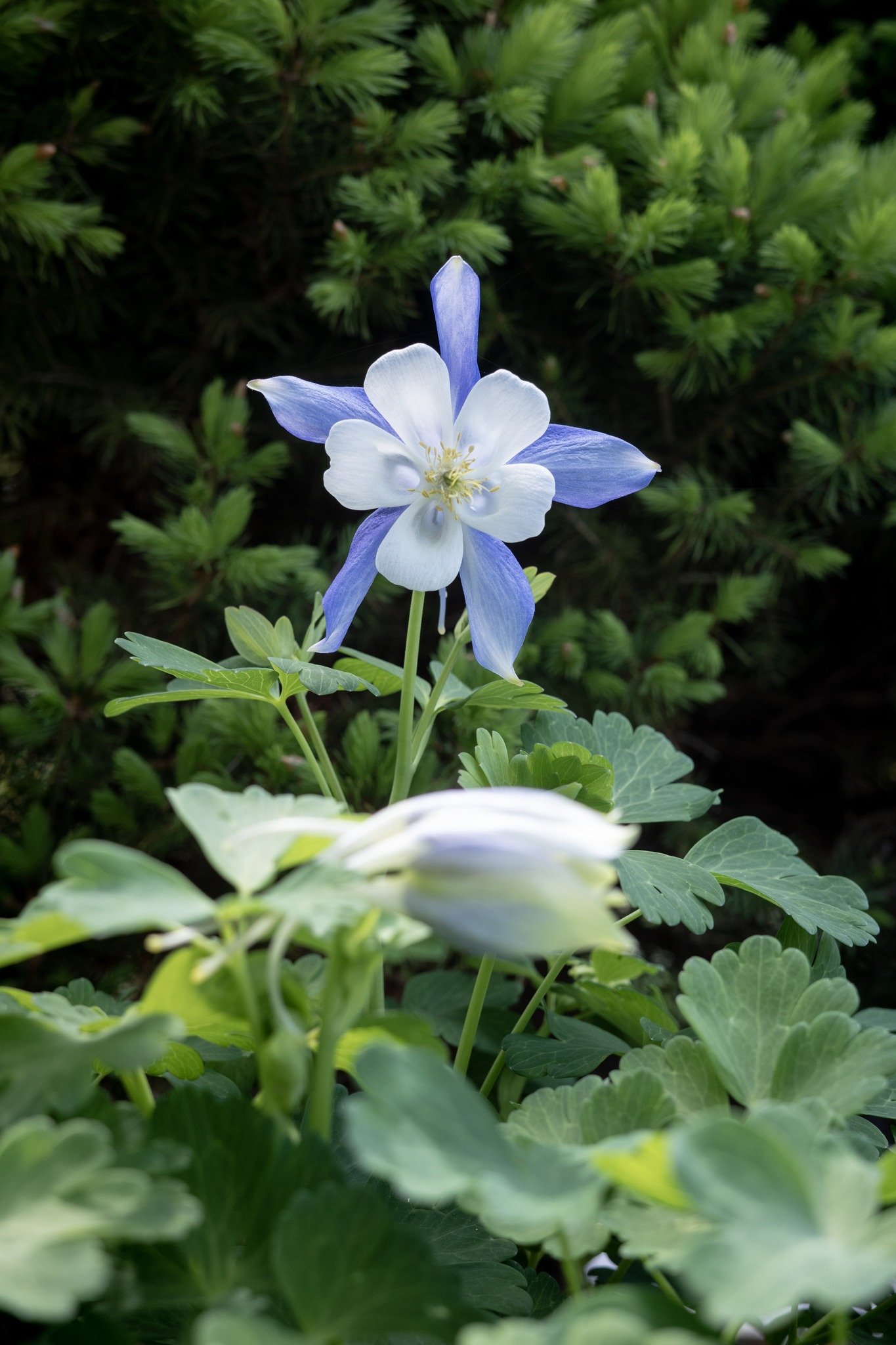This picture-perfect Columbine was taking a break from feeding the  hummingbirds to quickly pose for me! Great for all of the pollinators in your garden - and the deer seem to dislike it!