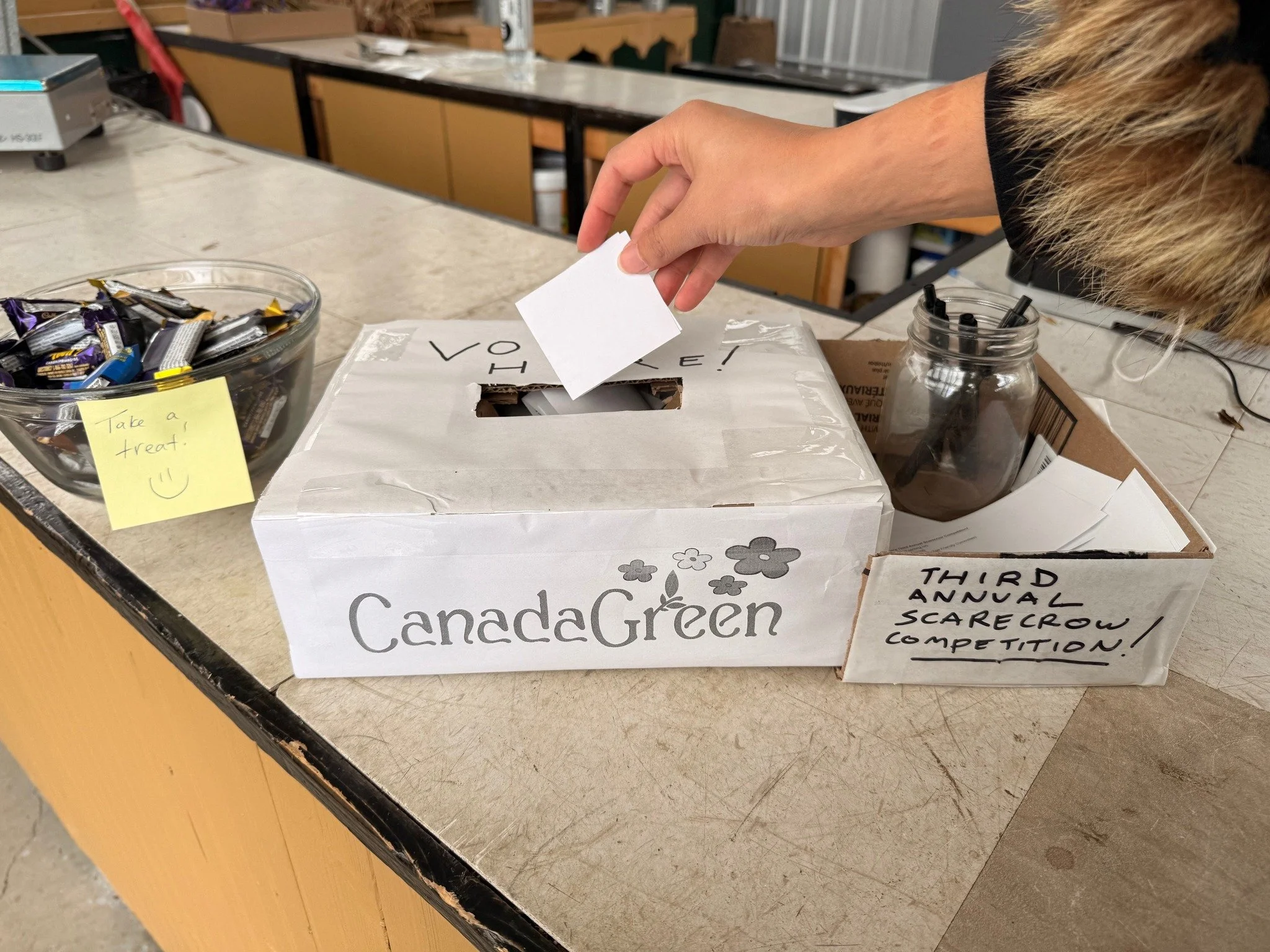 Come for a walk through our scarecrow garden to vote in person - and get a sweet treat, too!
Otherwise, get your votes in here!
https://www.facebook.com/CanadaGreenNurseryandGardenCenter/posts/1417893850336161

Votes will be tallied on Saturday - don
