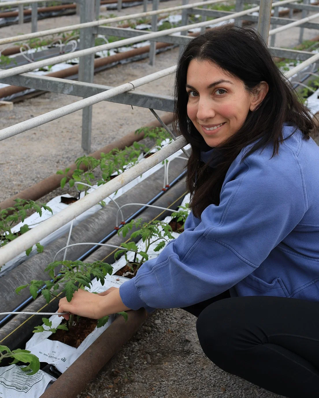 The anticipation isn't the only thing starting to grow!

The weather says it's not too long before we'll be open again for springtime! In the meantime, rest assured that the u-pick tomato greenhouse is settling in for what we hope to be a great summe