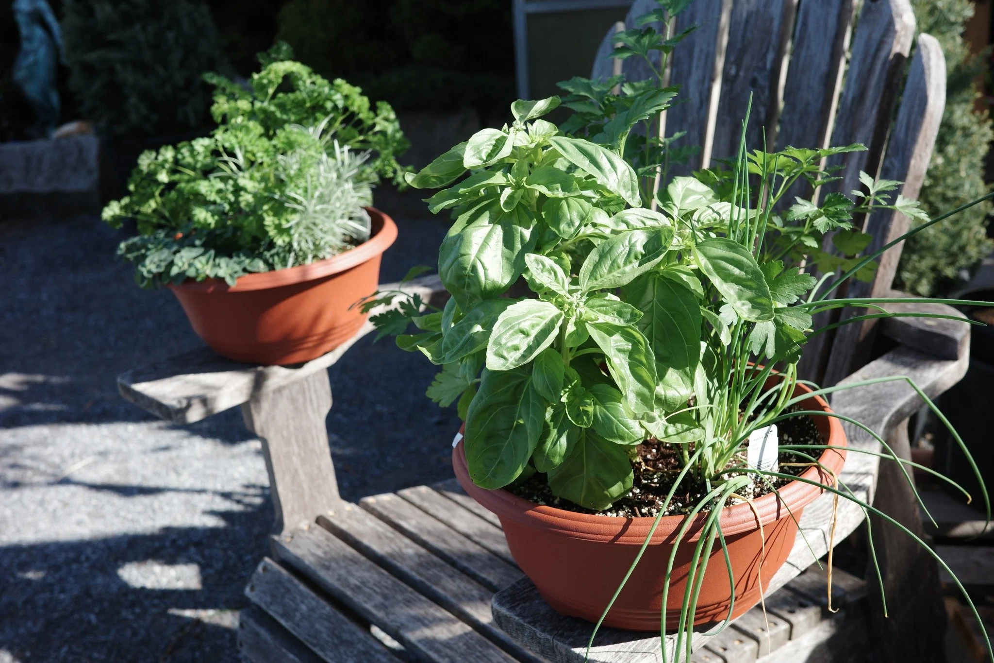 It's a beautiful, sunny day and the phone has been ringing off the hook! We're not quite ready for you all to see what we've been growing but... we are getting our custom herb planters ready!

Our custom planters will be ready to picked and eaten upo