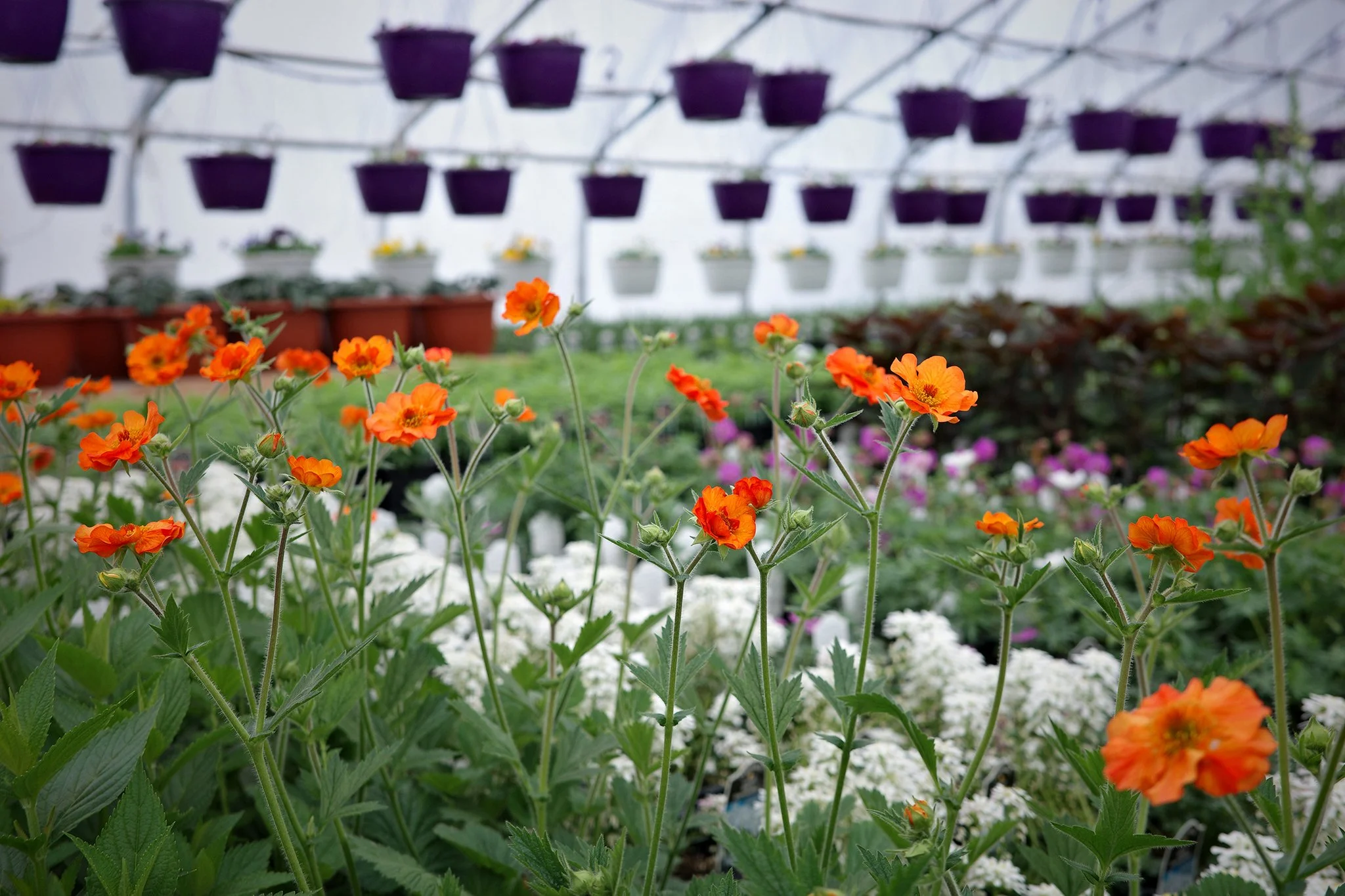 Well, it's Monday - but it's not just any Monday... it's our first day of the season! We are now open everyday from 9-5 and our greenhouses are absolutely picture-perfect!