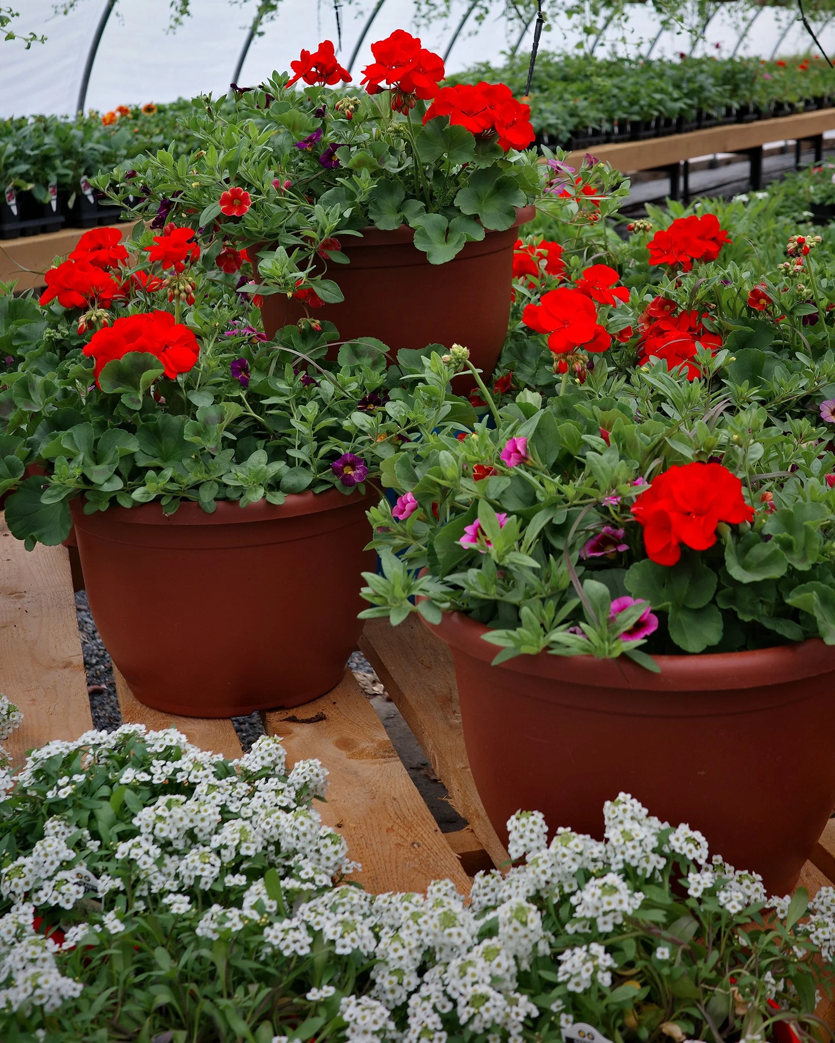 It feels so good to have all this color back after a long winter!