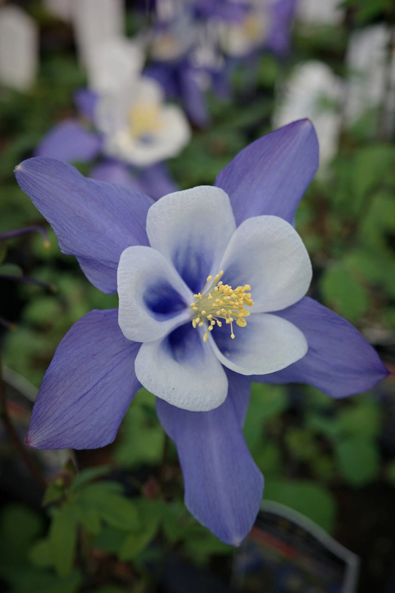 Too soon to think about your annual garden? Well, these Columbines and Bleeding Hearts aren't complaining about another chilly day!