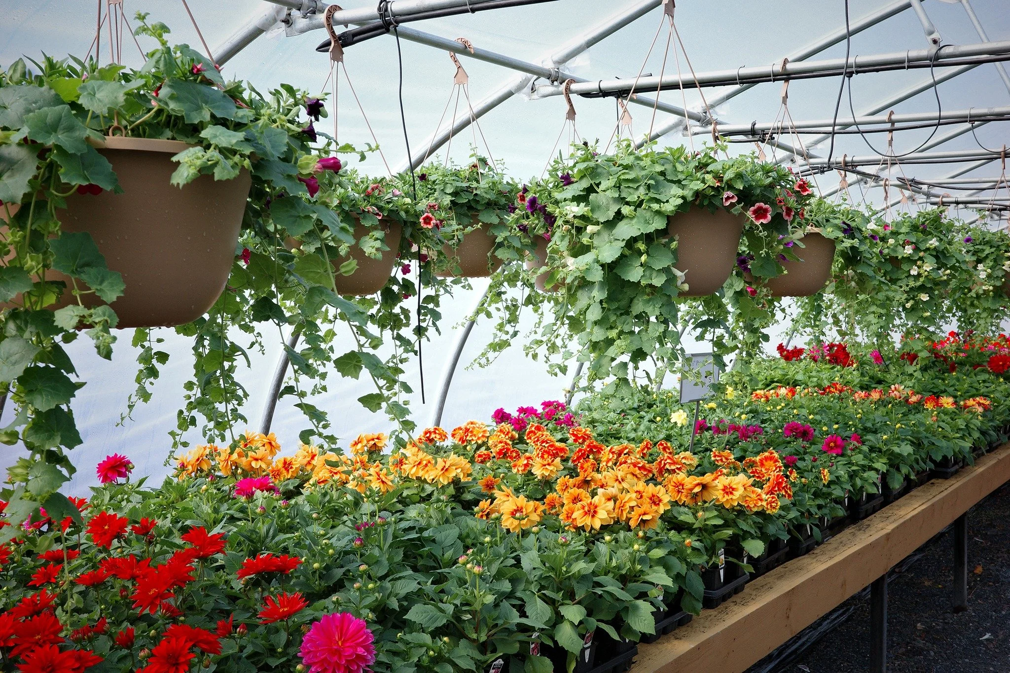 Mother's Day is going to be here before you know it - which means it's the right time to check our big, beautiful hanging baskets! And hey, if annuals aren't your thing - these perennial planters are looking extra fine too!