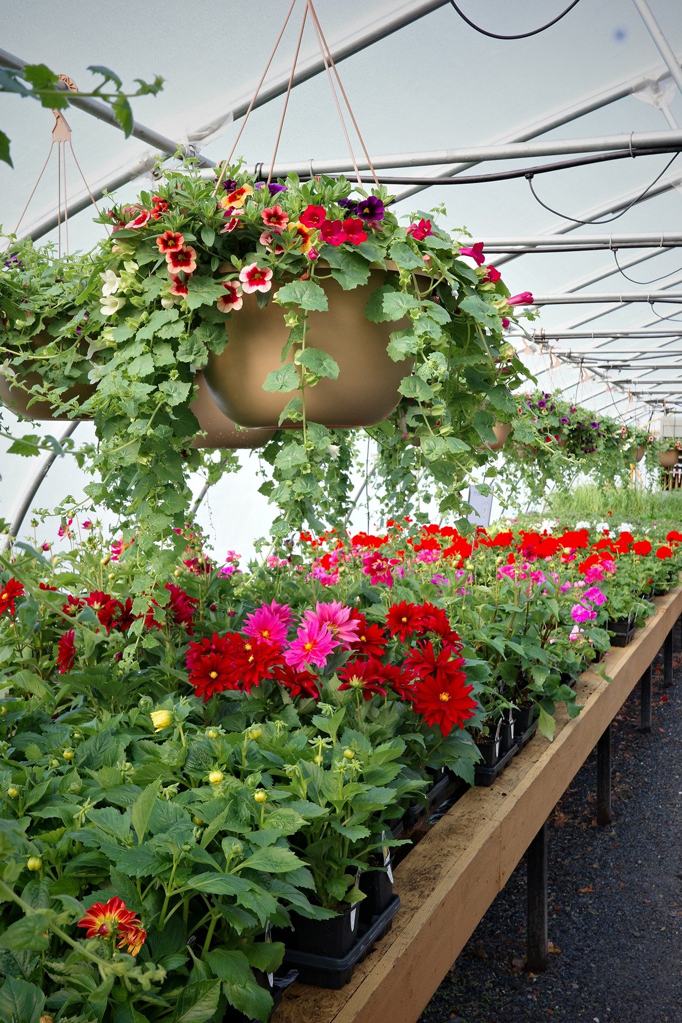 The phone has been ringing off the hook this morning so i'd like to reassure everyone that YES we have begonia and fuchsia baskets, too! All of our classic baskets are currently in stock... but i'd still run for first picks!