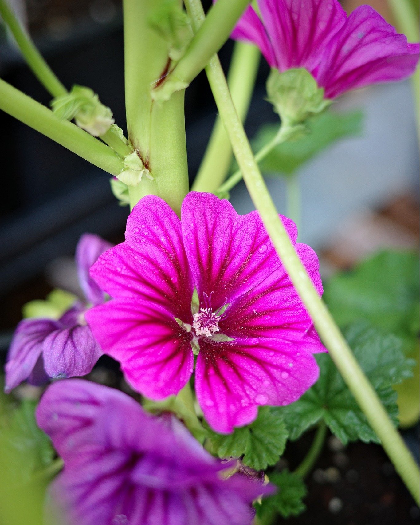 Well, at least the Hollyhocks and Foxgloves were happy to have a rainy Mother's Day!

We're absolutely full of fresh blooms for your Monday morning - maybe it's time to take advantage of the sunny day and take a walk! :)