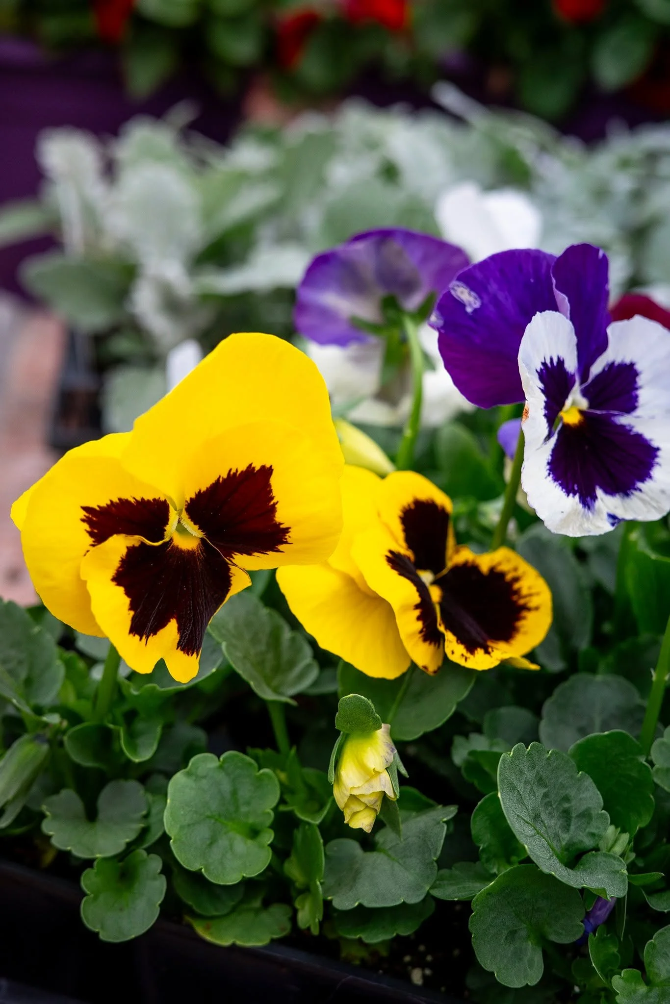 It's time to start thinking about your annuals and veggie gardens! If you've got plans for pansies or are craving a specific tomato - now's the time to secure your garden gold!