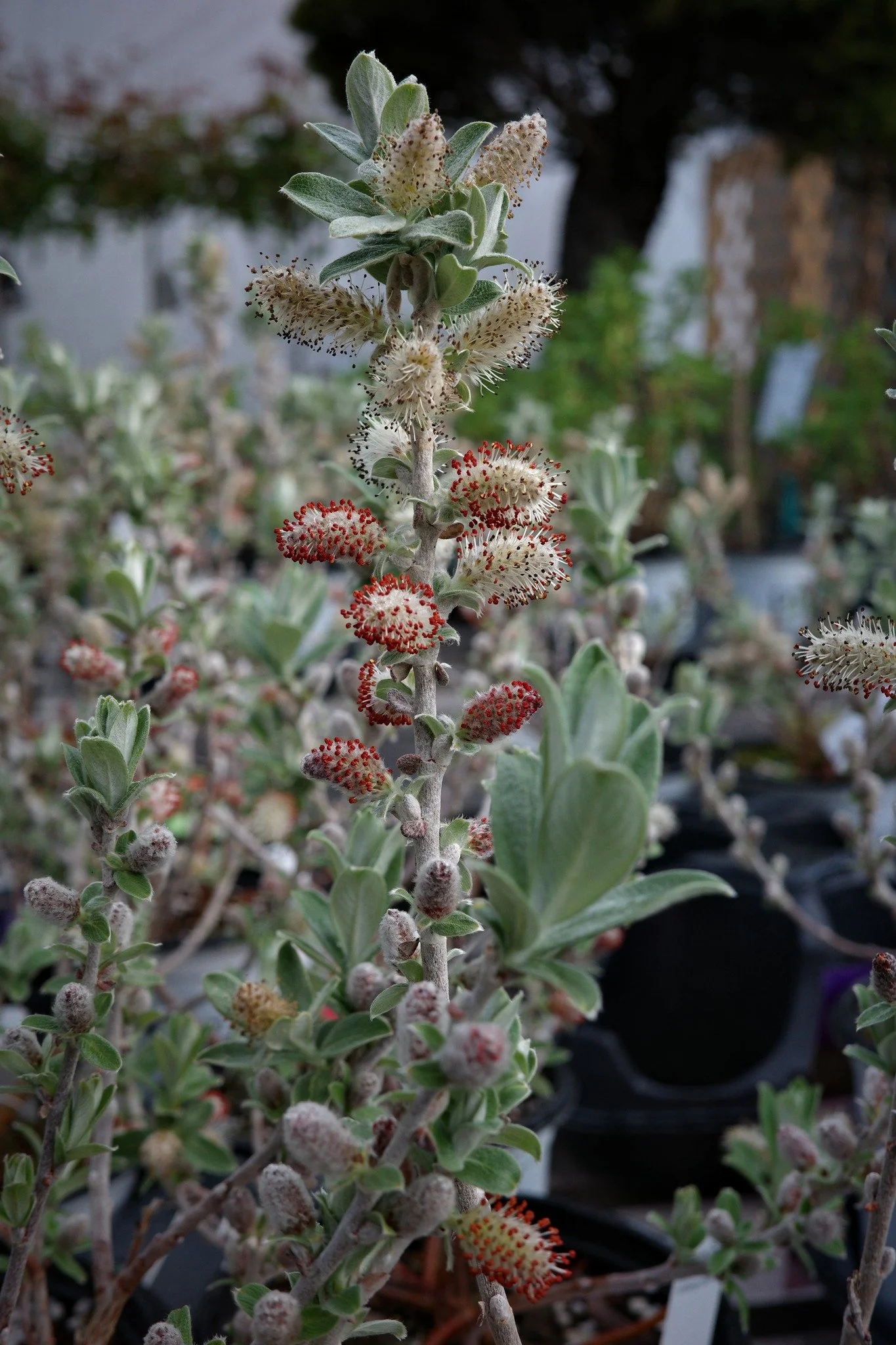 This one might be new to you! The Iceberg Alley Sageleaf Willow is a fast-growing, cold-hardy shrub with incredibly striking silver-green foliage and soft, fuzzy catkins!
This beauty is born in Newfoundland and built for our Atlantic Winters - early 