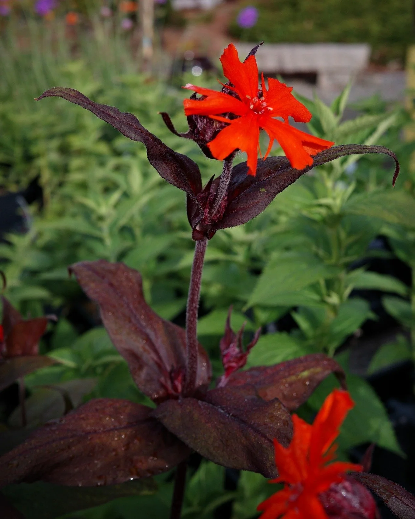 It's true! We are open Sunday and Monday from 9-5 - so kick off your long weekend with some tall Maltese Cross perennials or perhaps some climbing Clematis!
