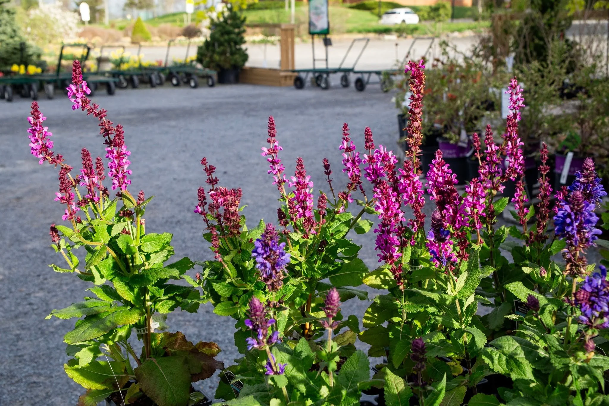 Happy Victoria Day, everyone! For those of you with a relaxing day off, i'd suggest spending some of it taking in the beautiful bright colors of our garden center! We are open 9-5 on this beautiful holiday Monday! :)