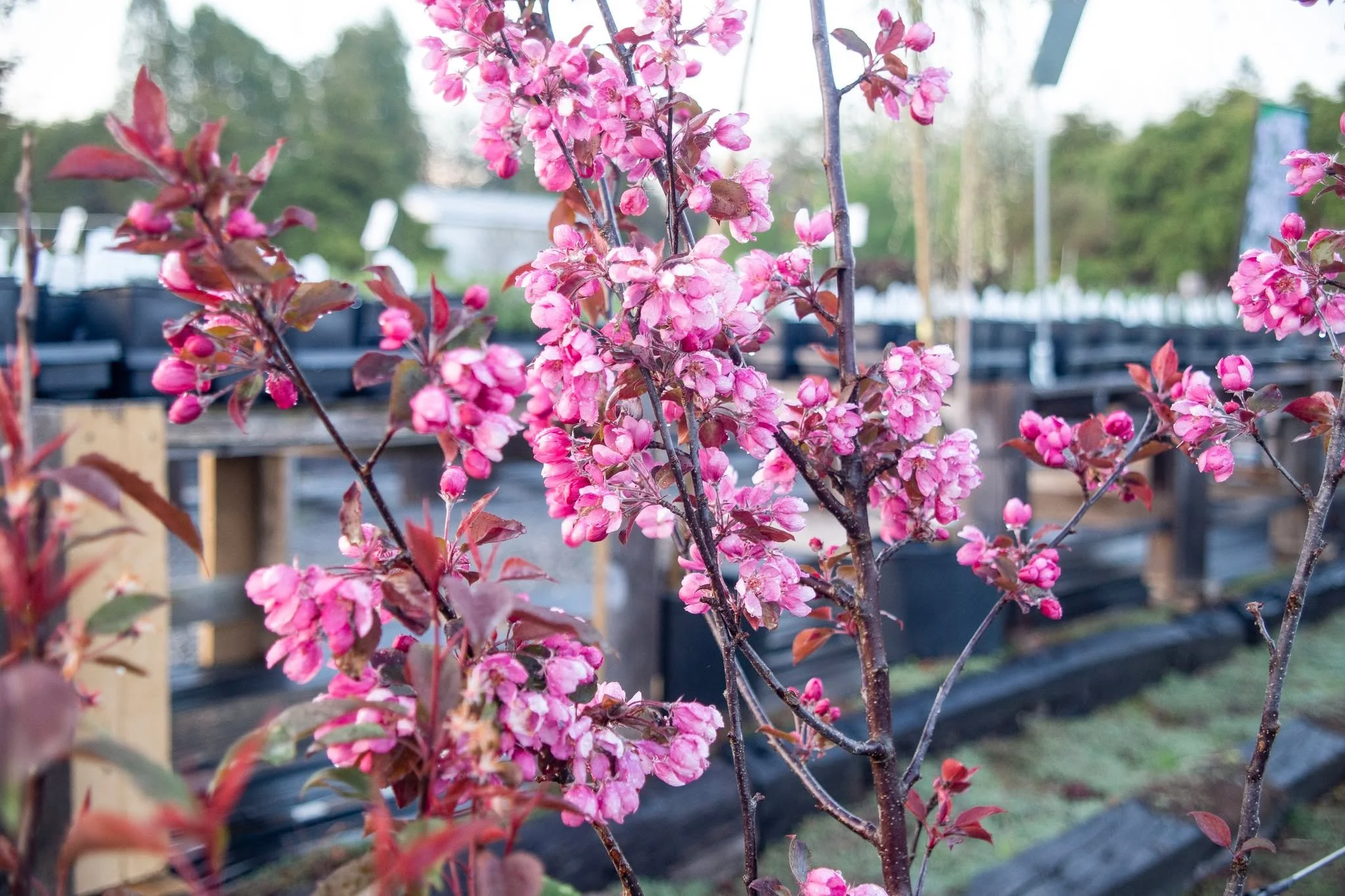 Who can resist the first blooms on our flowering crab trees? Not me! I classify these beauties as being true 'stop-and-stare' plantings for your landscape!