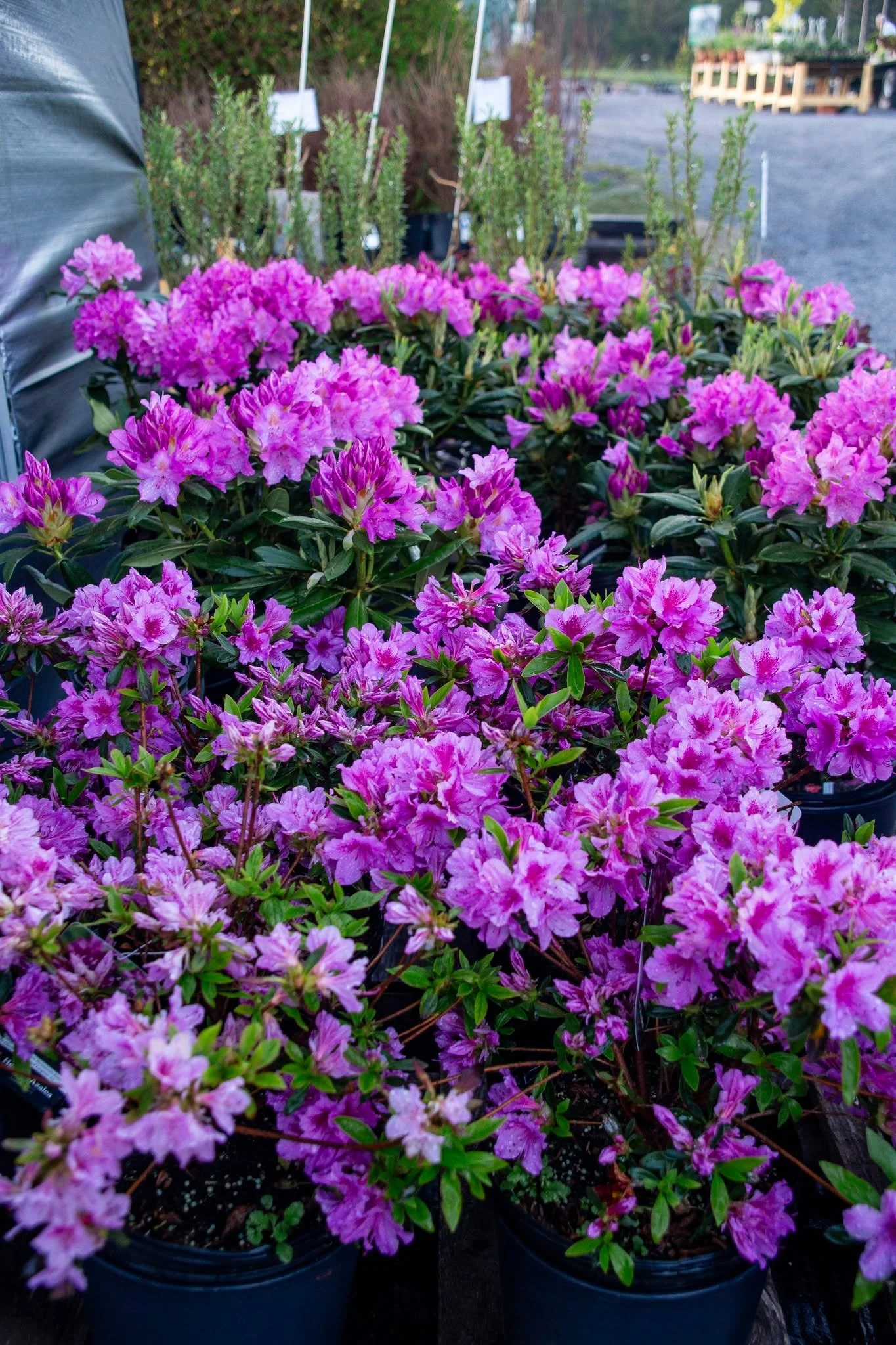 We can't talk about early bloomers without mentioning our Rhododendrons - an absolute staple for spring color!
