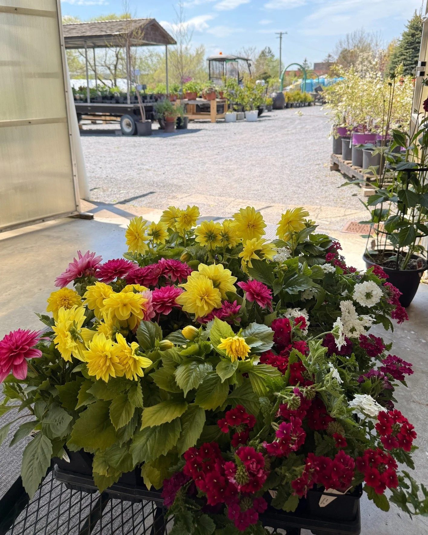 I was taking a moment to admire this particularly beautiful cart arrangement and I thought I should remind you that yes - we have our potato seed in stock! Norland, Kennebec, Chieftain, Canada Gold, and Russets in 5, 10, and 20lb bags! Not as glamoro