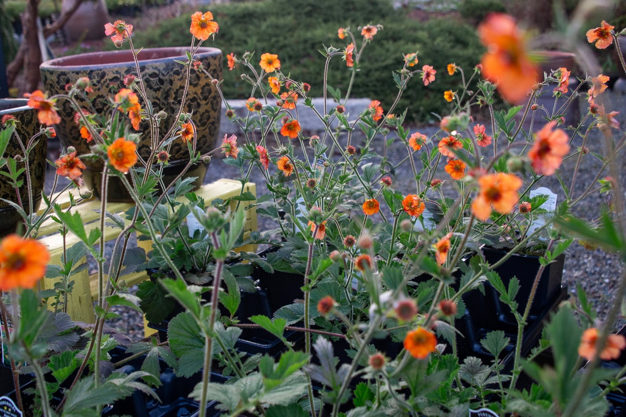 The bees are moving around quickly this morning, reminding me to remind YOU about Geum! Another bright early bloomer with long airy stems - perfect to bring movement and pollinator activity to your garden!