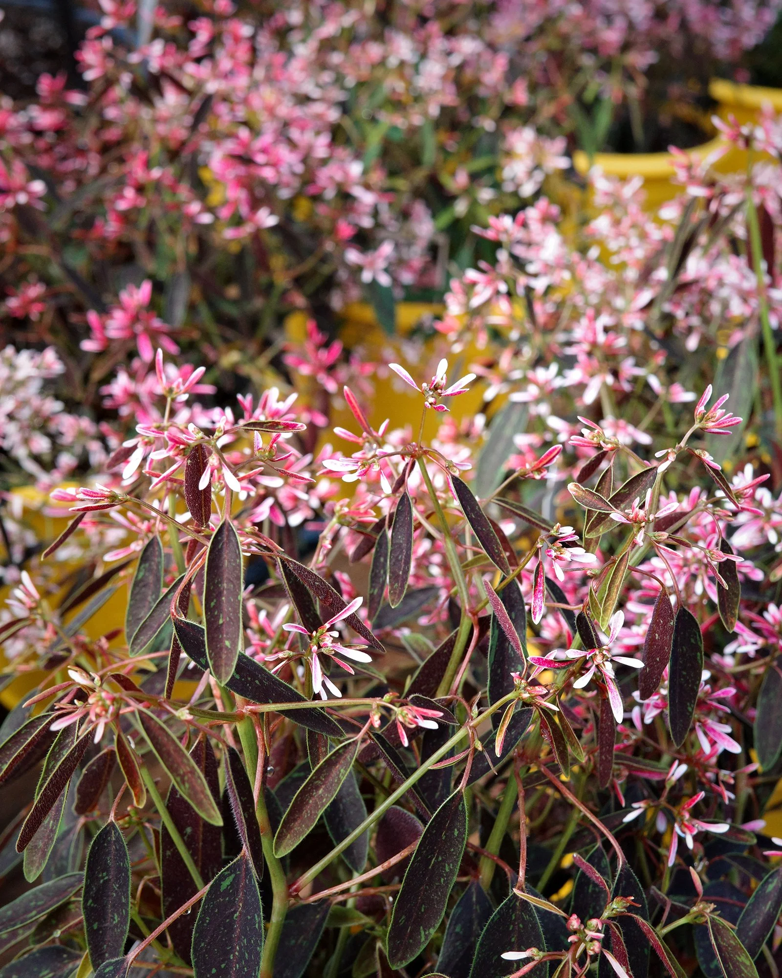 It's another beautiful Saturday here in Eastern Charlotte - our greenhouses have been restocked with many beautiful annuals you've missed over the past few cold months!