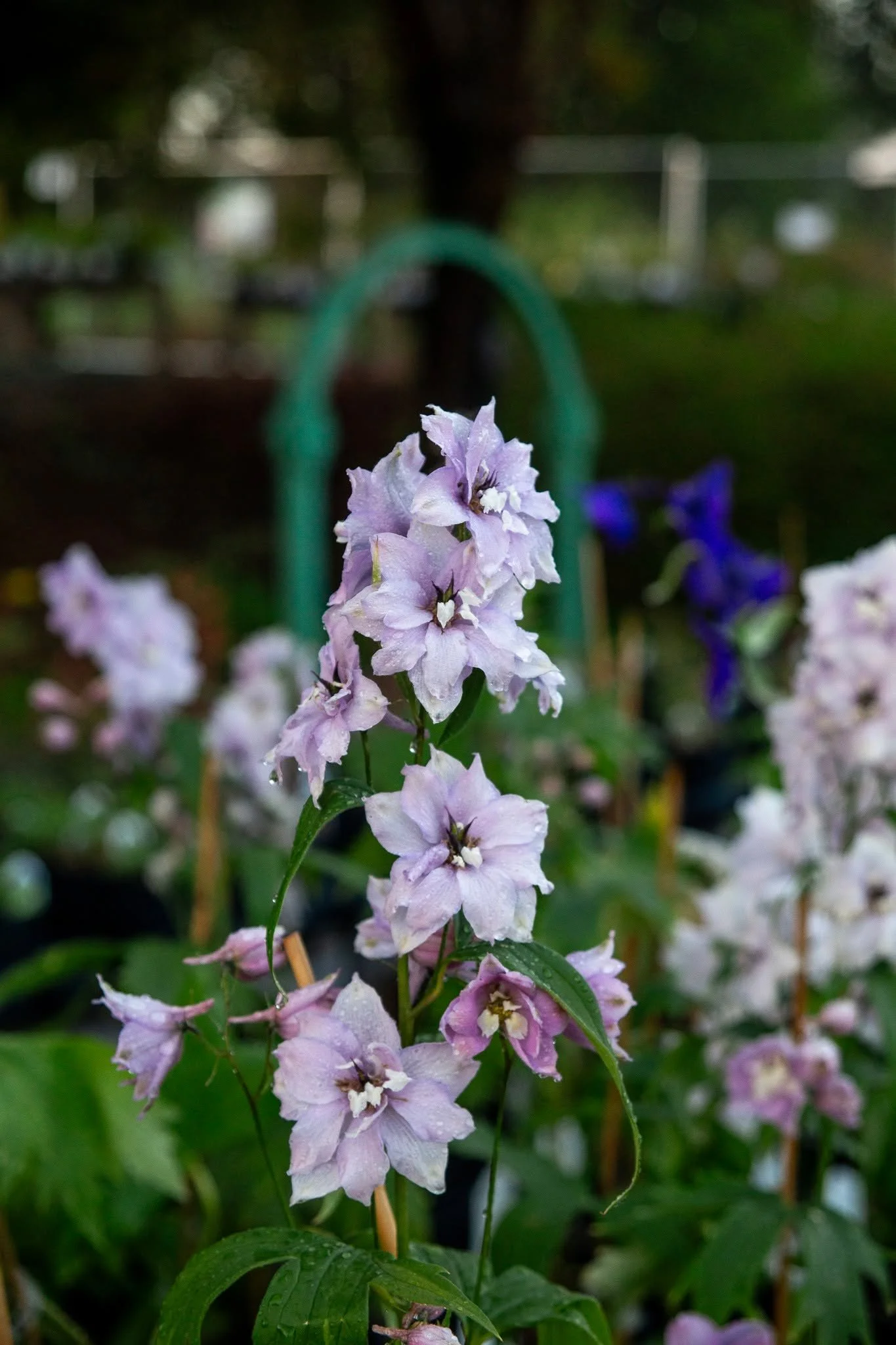Delphinium is one of those plants that stops people in their tracks! Those tall flower spikes bring serious cottage garden energy to the landscape, blooming right as the garden starts hitting its summer stride.

Pollinators absolutely adore them, dee