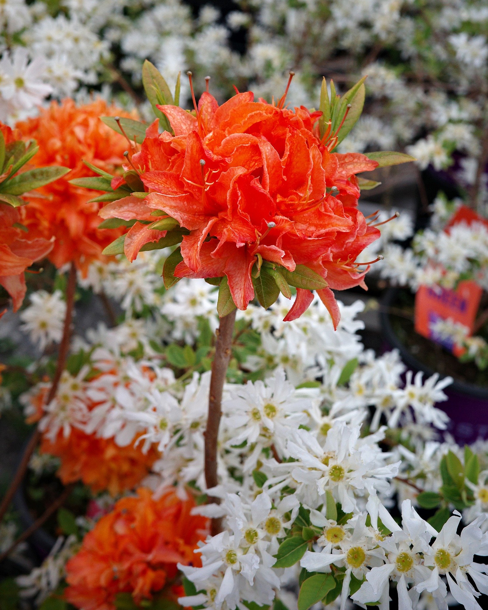 Every year, people always ask us about the 'big bright orange flowers' they see in the neighbors gardens - the answer is almost always the Mandarin Lights azalea!

They truly glow in the spring garden with clusters of fiery orange blooms that show up