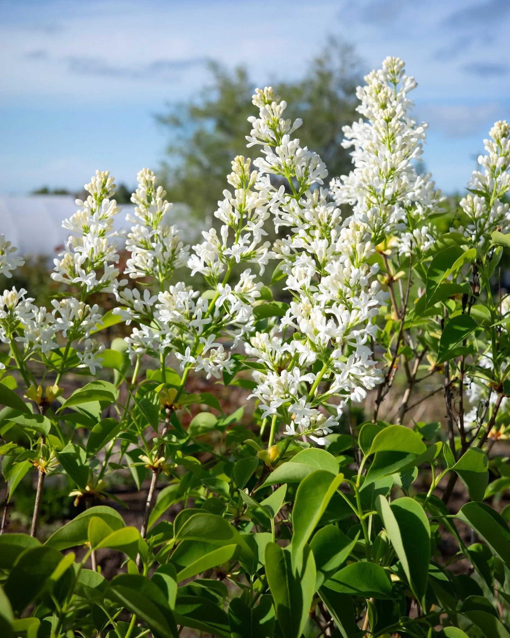 It's June 1st (somehow!) and the Lilacs are starting to say hello! Their fragrant blooms fill the air with that beautiful fragrance while adding elegance and brightness to your landscape - there's a reason why they're considered a classic!