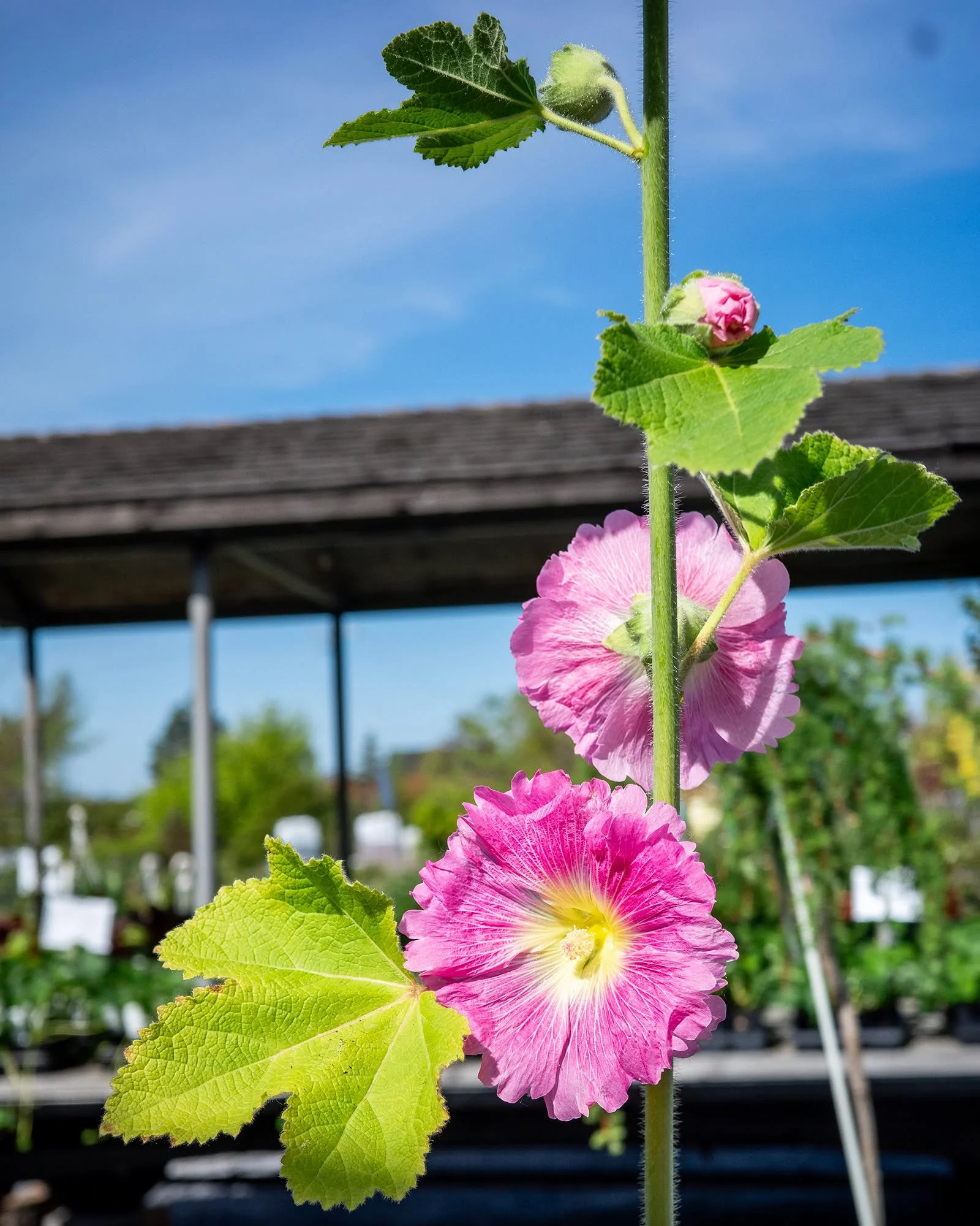 It's a beautiful day to stare at these Indian Summer Hollyhocks! They produce large, colourful blooms on tall stems that create a dramatic backdrop in borders and garden beds. With their long bloom season and pollinator-friendly flowers, they're an a
