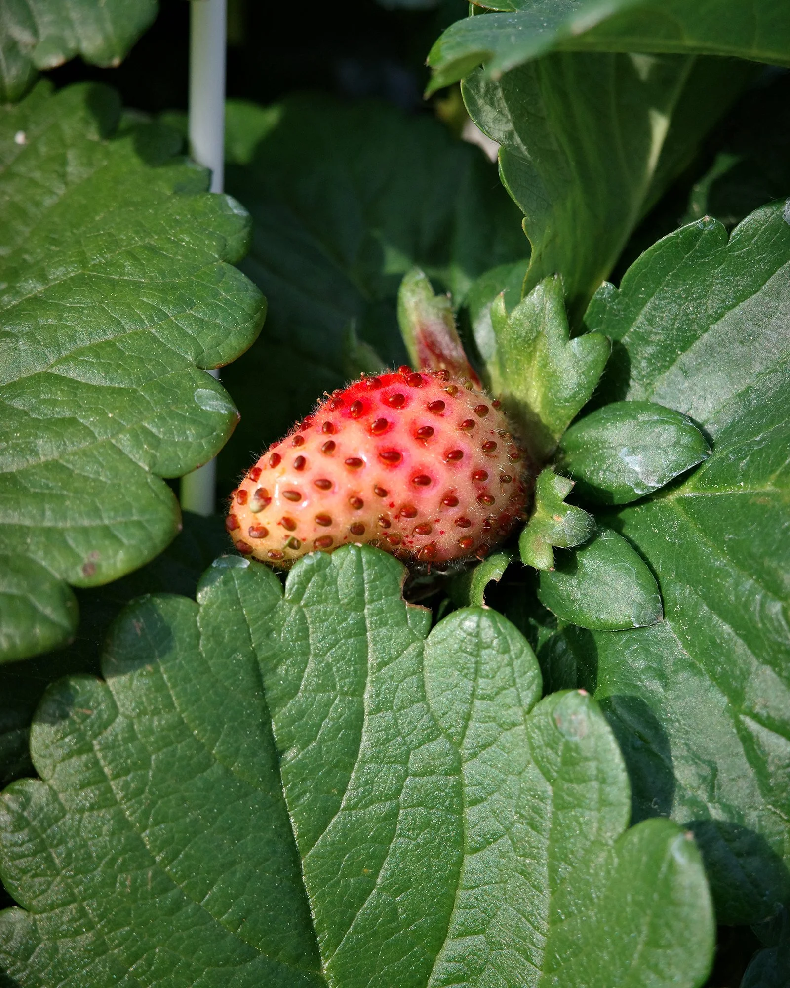I love seeing how quickly strawberries kick into action with a little bit of sunshine!

There's nothing quite like picking your own fresh, sweet strawberries right from the garden - or from a hanging basket on your porch! Everbearing varieties produc