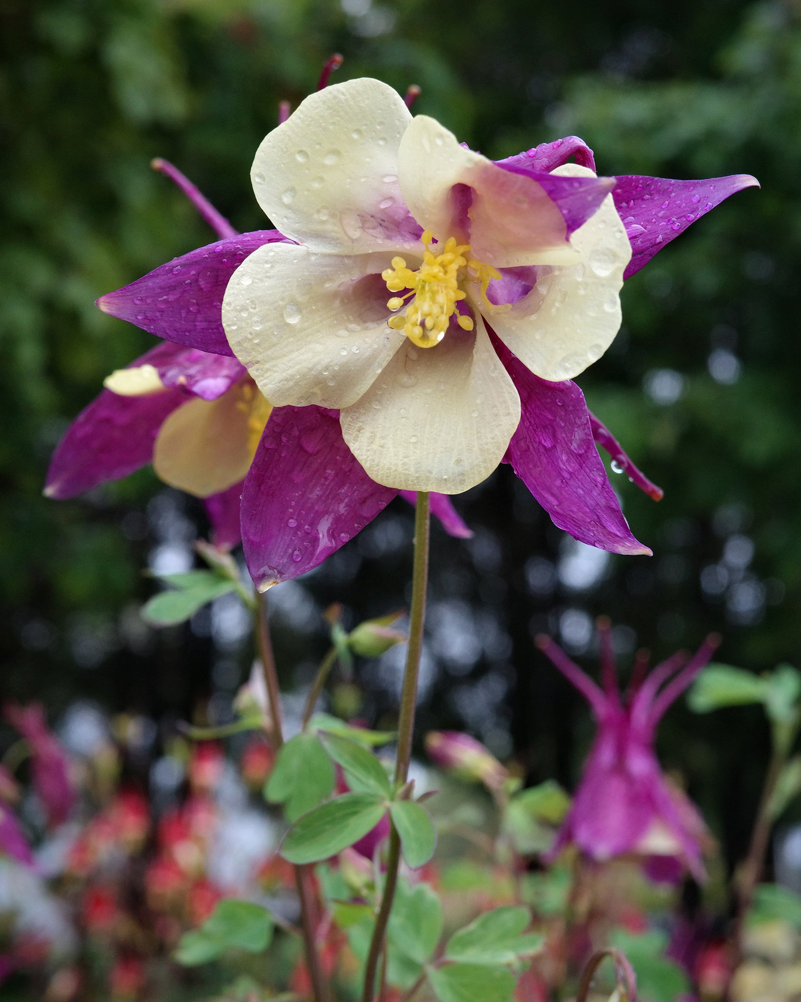 Our flowers - and yours! - welcome a rainy Sunday! If it gets a bit too wet, you can always hide out in the greenhouse and smell the lovely Heliotrope! 

We are open 9-5 every day - rain or shine. ;)