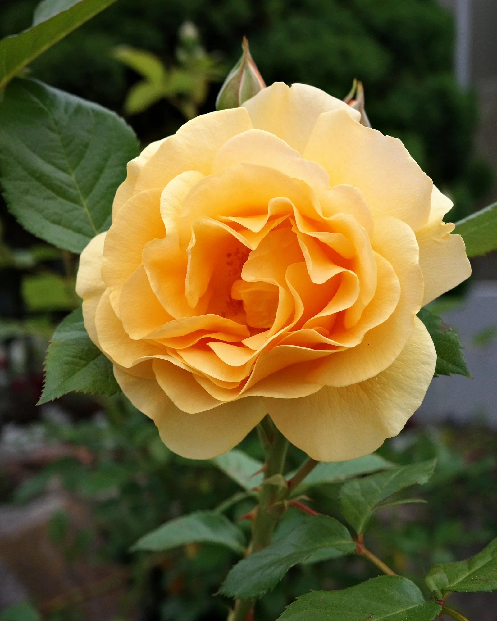 Keep your eyes open as soon as you walk in - you need to see this Julia Child rose in real life!

Known for its rich butter-yellow blooms and incredible licorice-like fragrance, it flowers continuously through the season! Its excellent disease resist