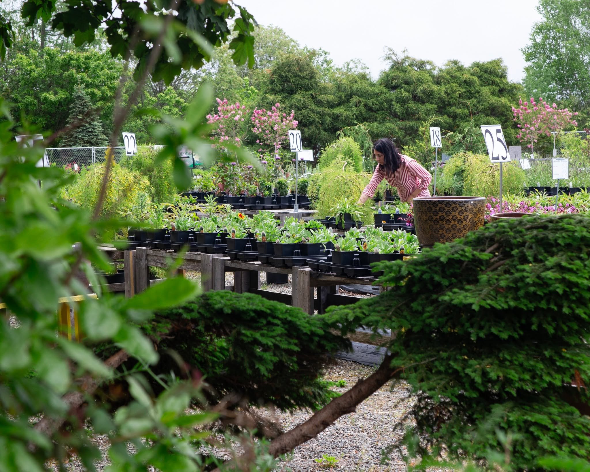 Lavender, Catmint, Russian Sage, Blanketflowers, Yarrow, Bee Balm, Coneflowers, Wooly Thyme, Hardy Geraniums... I mean, you're probably thinking about your permanent garden at this point in the season - might as well make some suggestions while i'm h