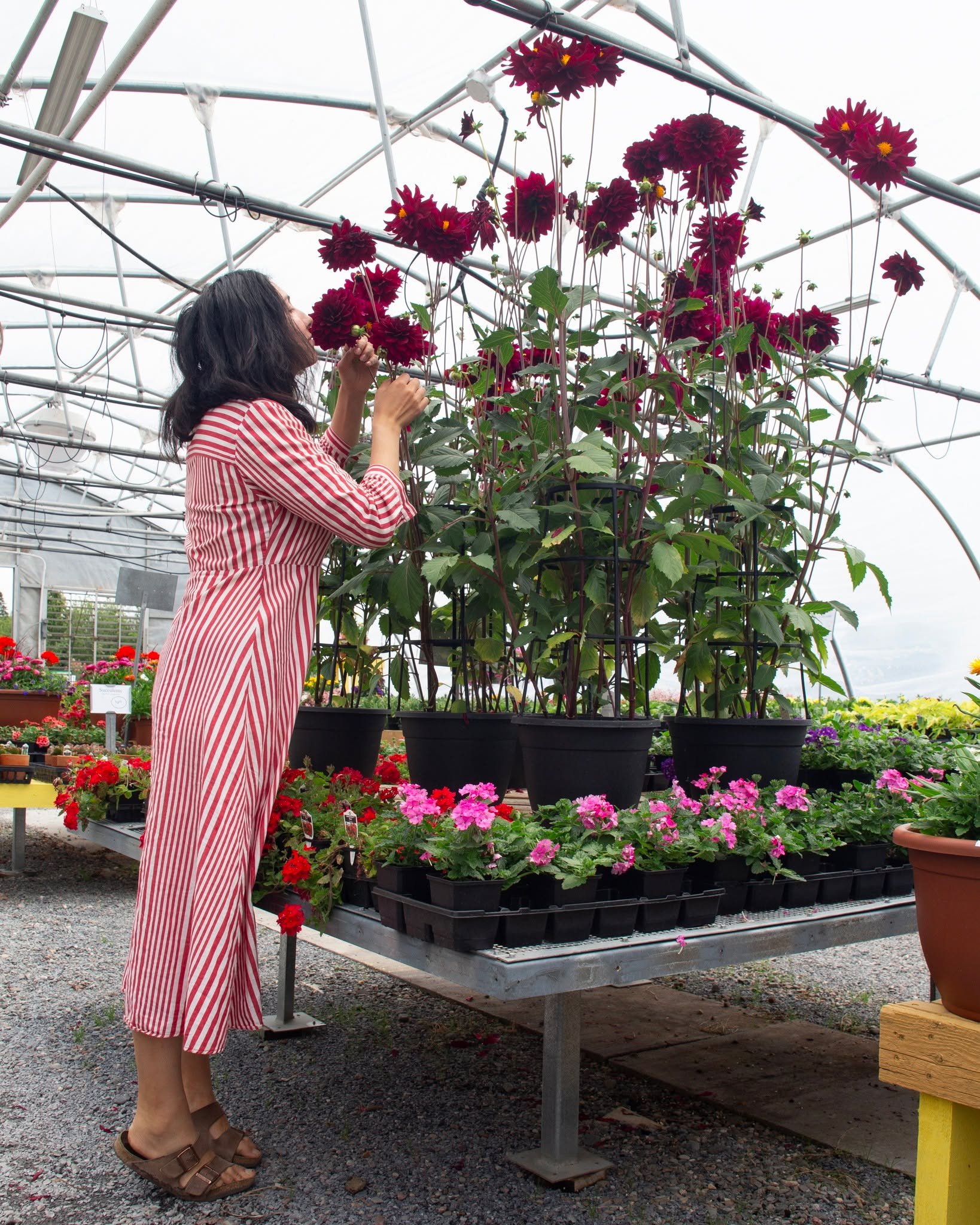 We're hiding out from the rain this morning, taking some time to appreciate these Karma Dahlias - as tall as can be, they're great for cut flowers or as a simple, showy statement piece on your porch!

We're open every day from 9-5, rain or shine or w
