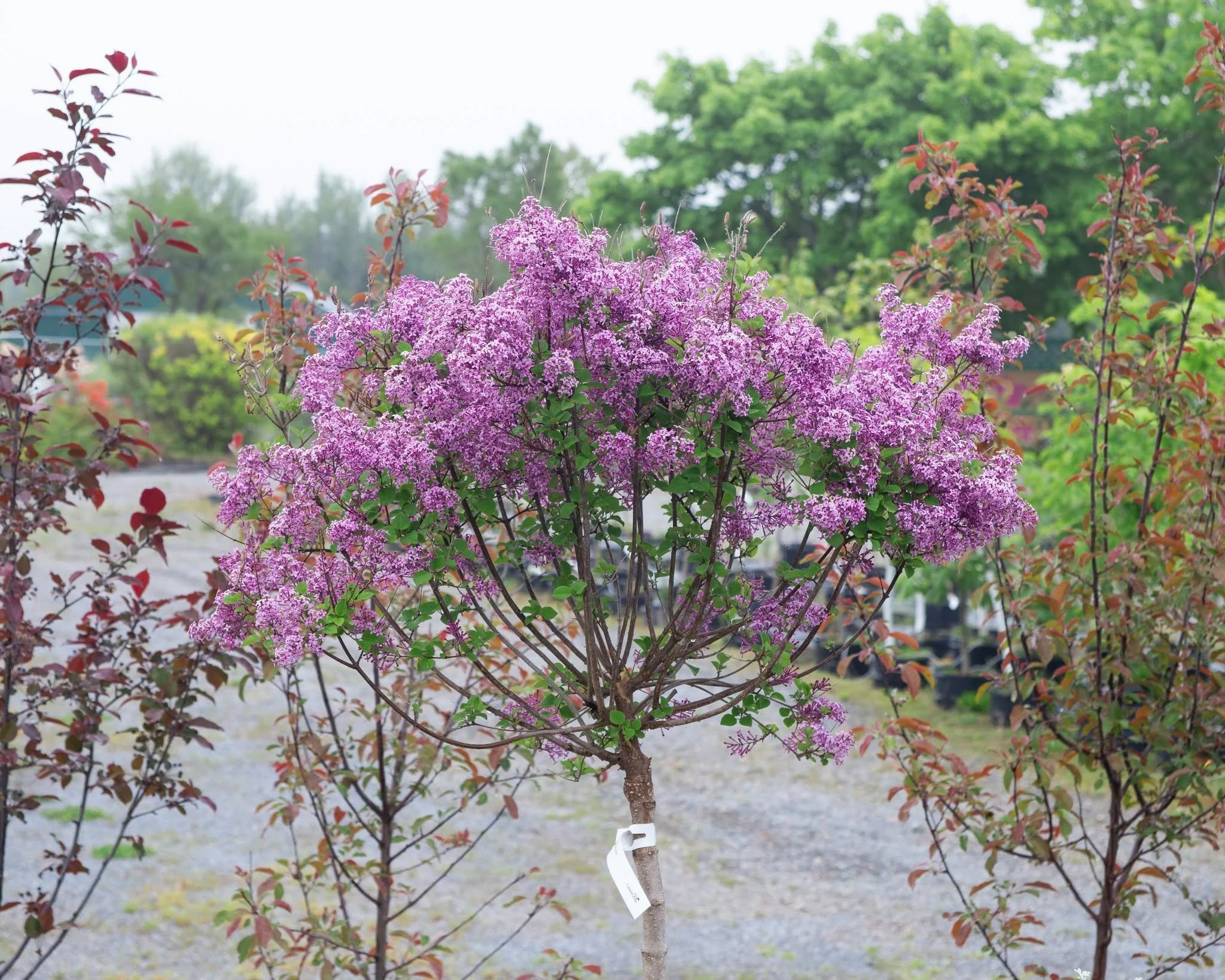 If you're thinking that you're wanting some pops of color that can stand up to a grey day like today - you're probably already thinking lilac trees and azaleas, anyways!