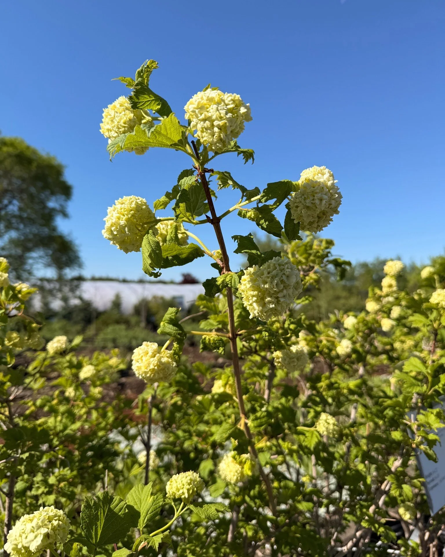 After all that rain, I notice all our summer bloomers starting to perk up today! These Snowball Viburnum start with green flowers before bursting into large, globe-shaped white clusters! It's an absolute classic - and for good reason!

Also feel obli