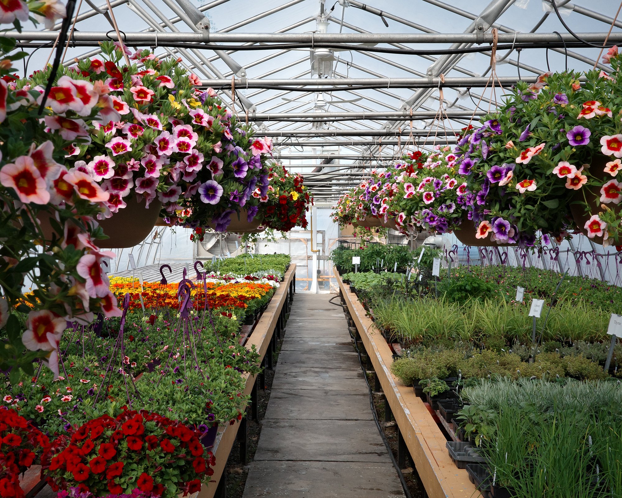It seems like we're maybe past our last frost of the year - but don't hold me to that! We have a new batch of hanging baskets ready for those who waited out for better weather!