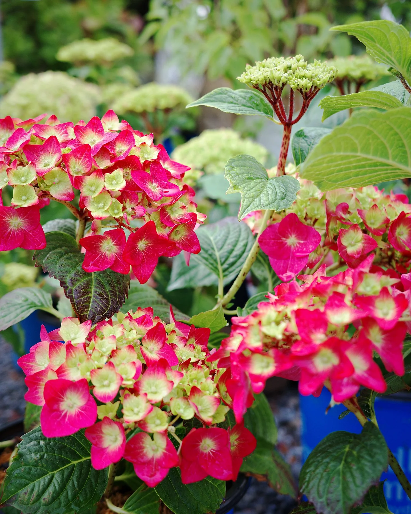 Everyone keeps asking about the Summer Crush Hydrangea (Maybe they saw this one in a reel? Who knows!), so I felt like we needed to show it off! This compact reblooming hydrangea produces vibrant raspberry-pink blooms that keep coming (and coming!) t