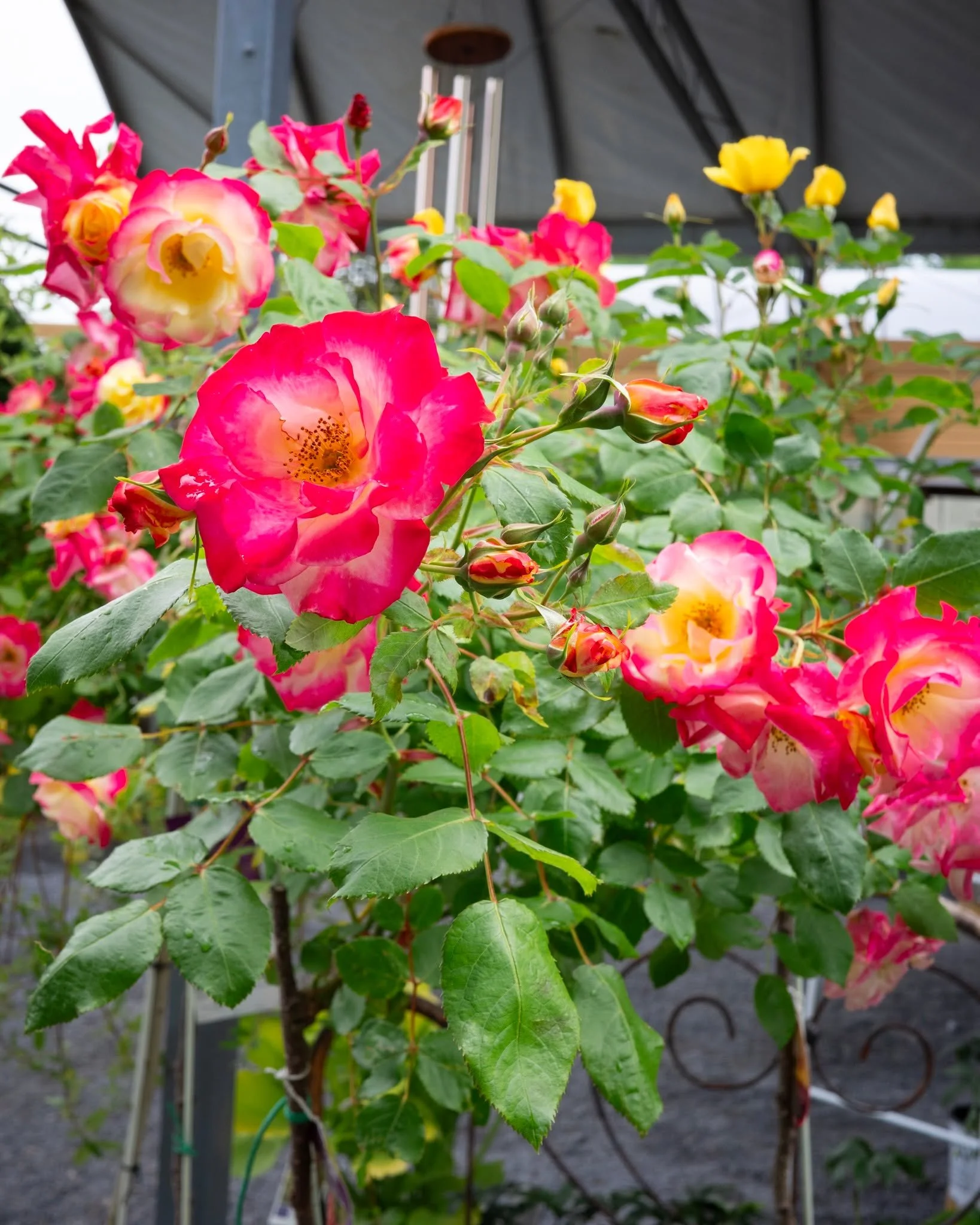 Campfire Rose is one of those plants that seems to change every time you look!

Its blooms open in warm yellow tones and gradually develop shades of pink and red, creating a mix of colours on the plant throughout the season. Combined with excellent h
