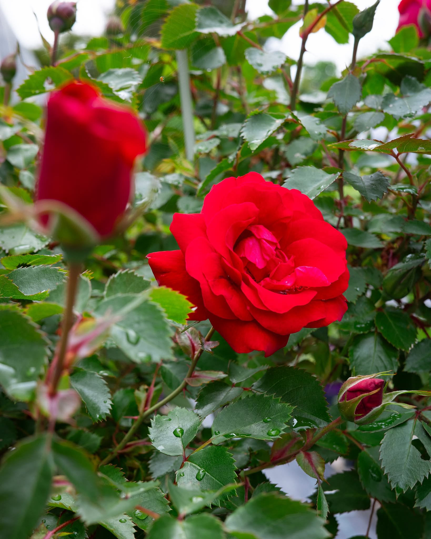 ...but if you're thinking of a more traditional rose, the Canadian Shield is hard to beat!

Bred to handle our climate, it produces an abundance of rich red blooms throughout the season on a hardy, disease-resistant plant - a rose that's as tough as 