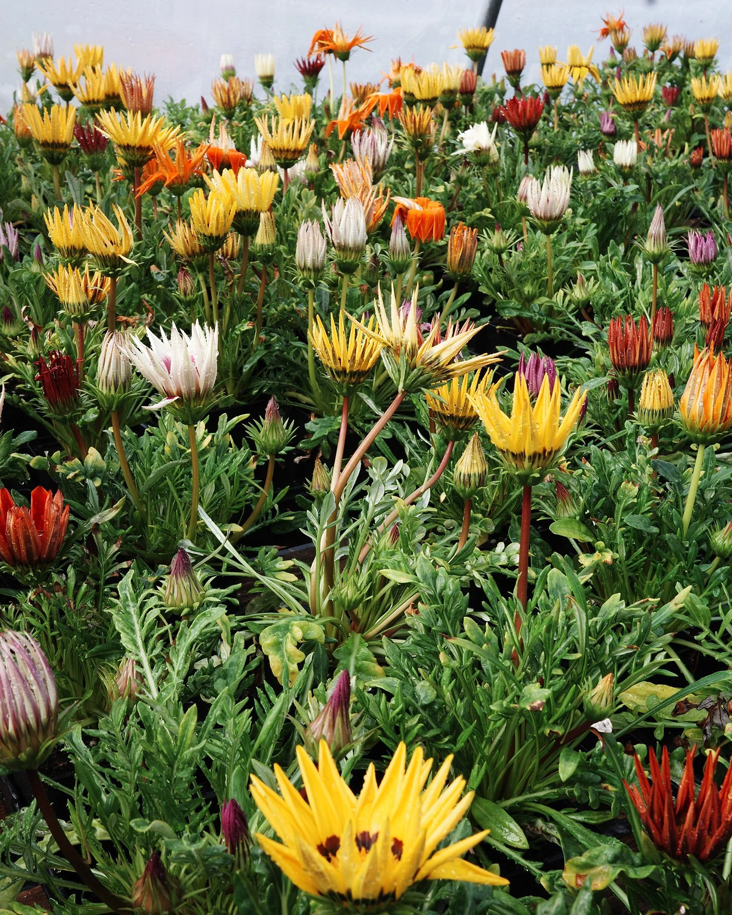 With all that rain out of the way, it's a nice day to roam around the garden center! From Gazanias to Weigelas - you're likely to find what you're looking for! ;)